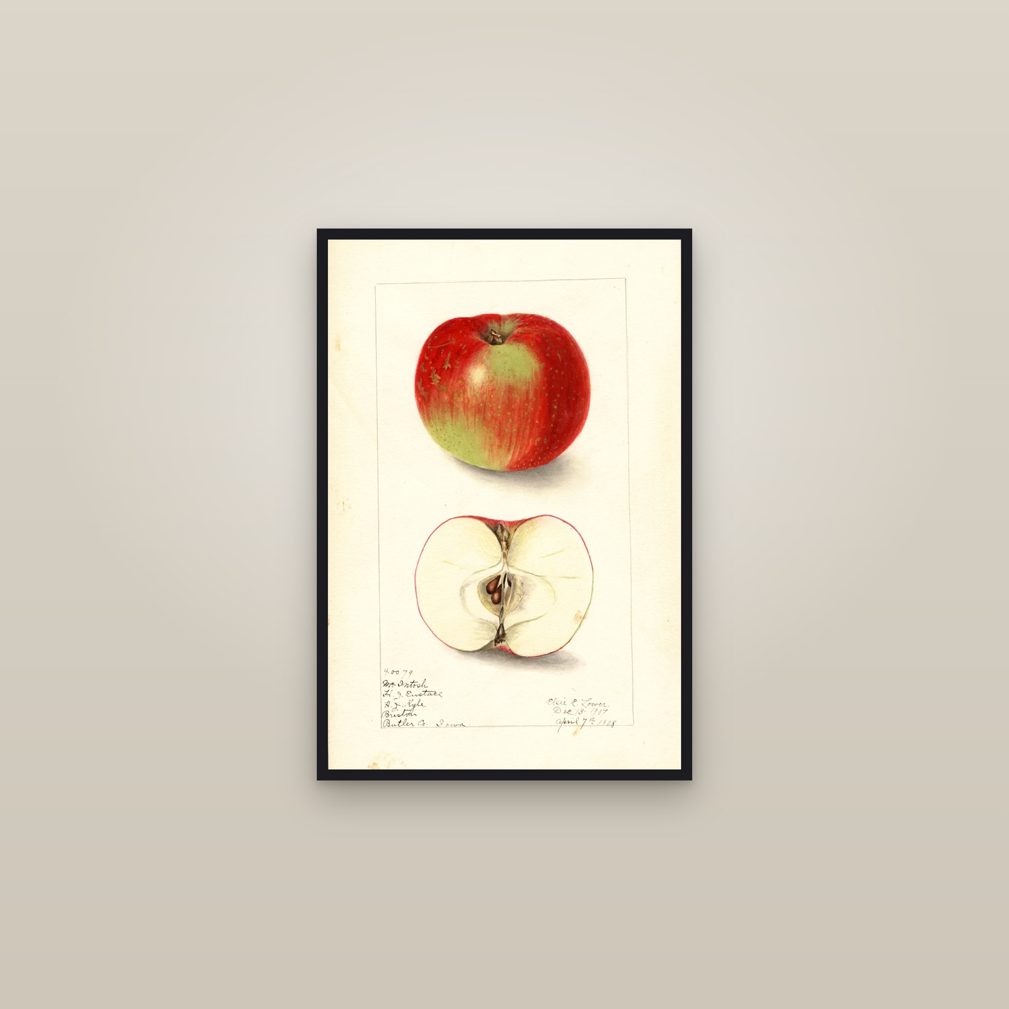 Mcintosh Apple — framed in a gallery setting