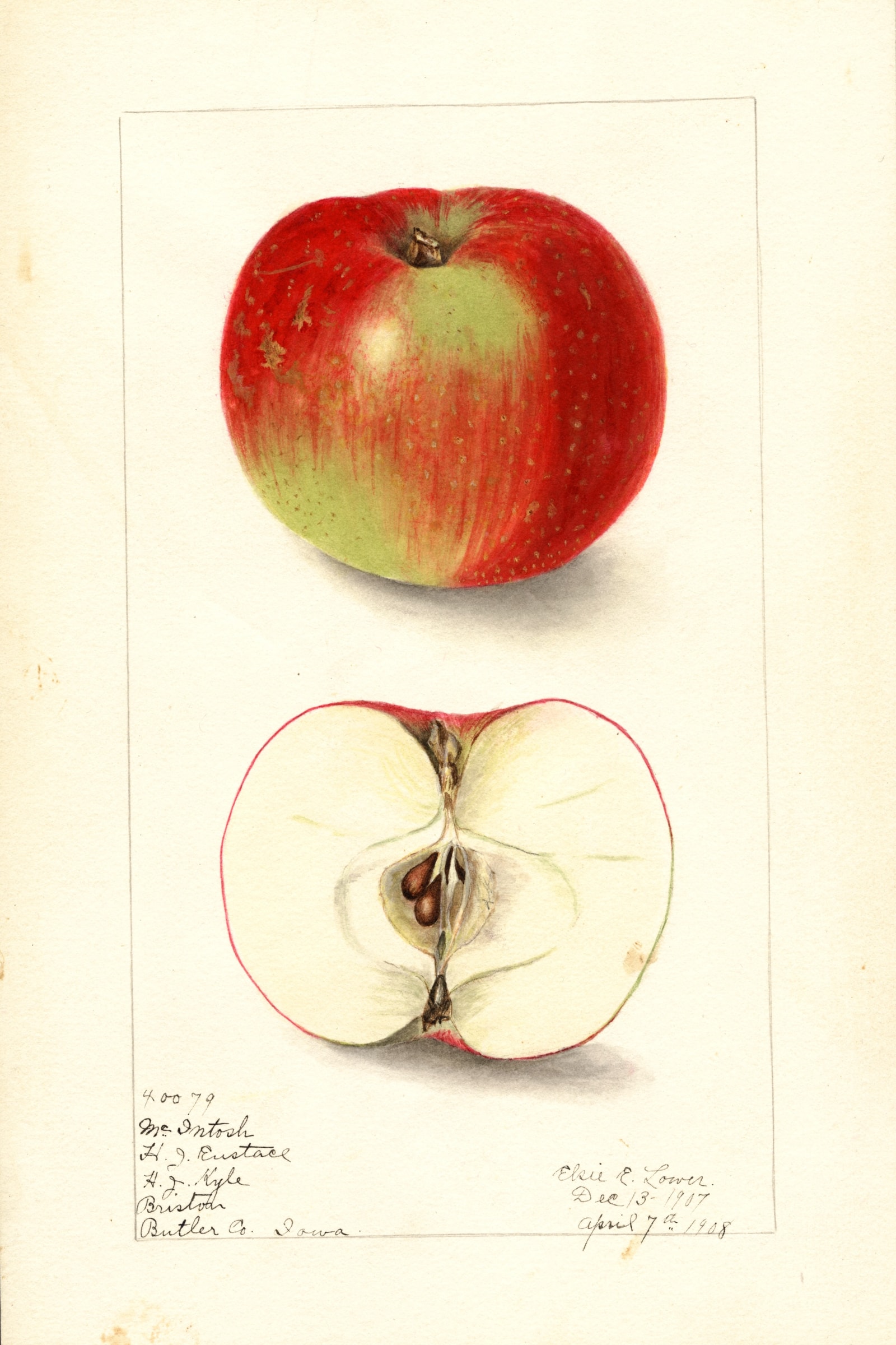 Mcintosh Apple