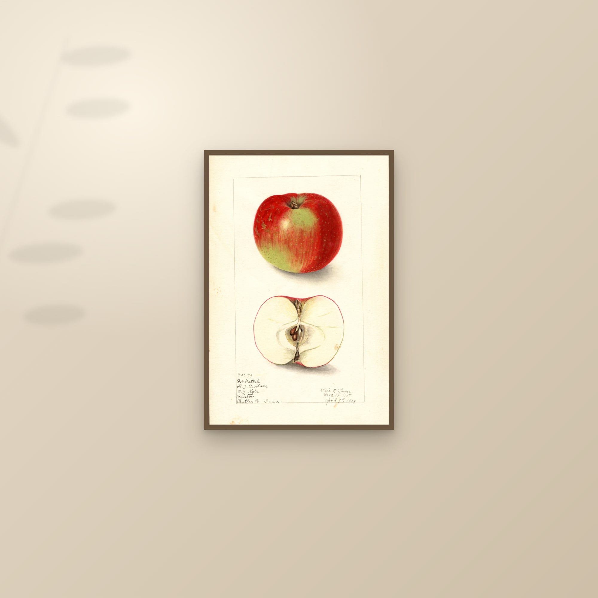 Mcintosh Apple — framed and styled on a sunlit wall