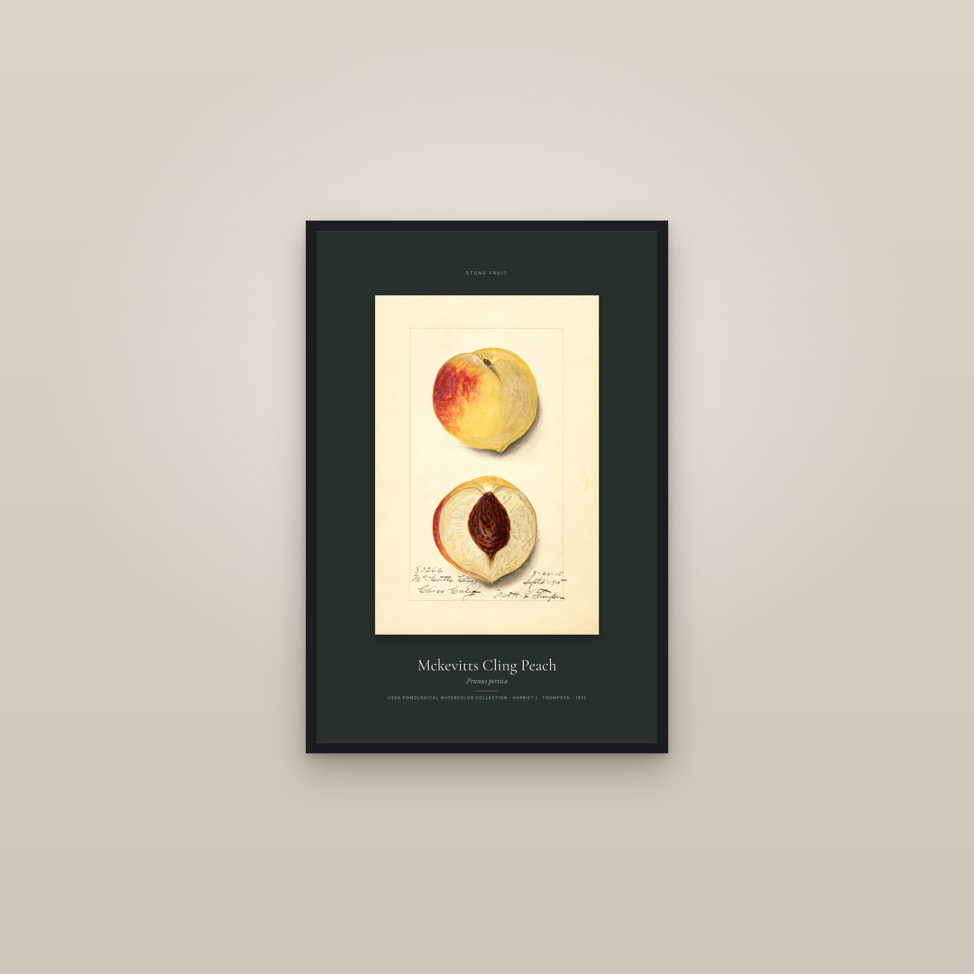Mckevitts Cling Peach — Specimen — framed in a gallery setting