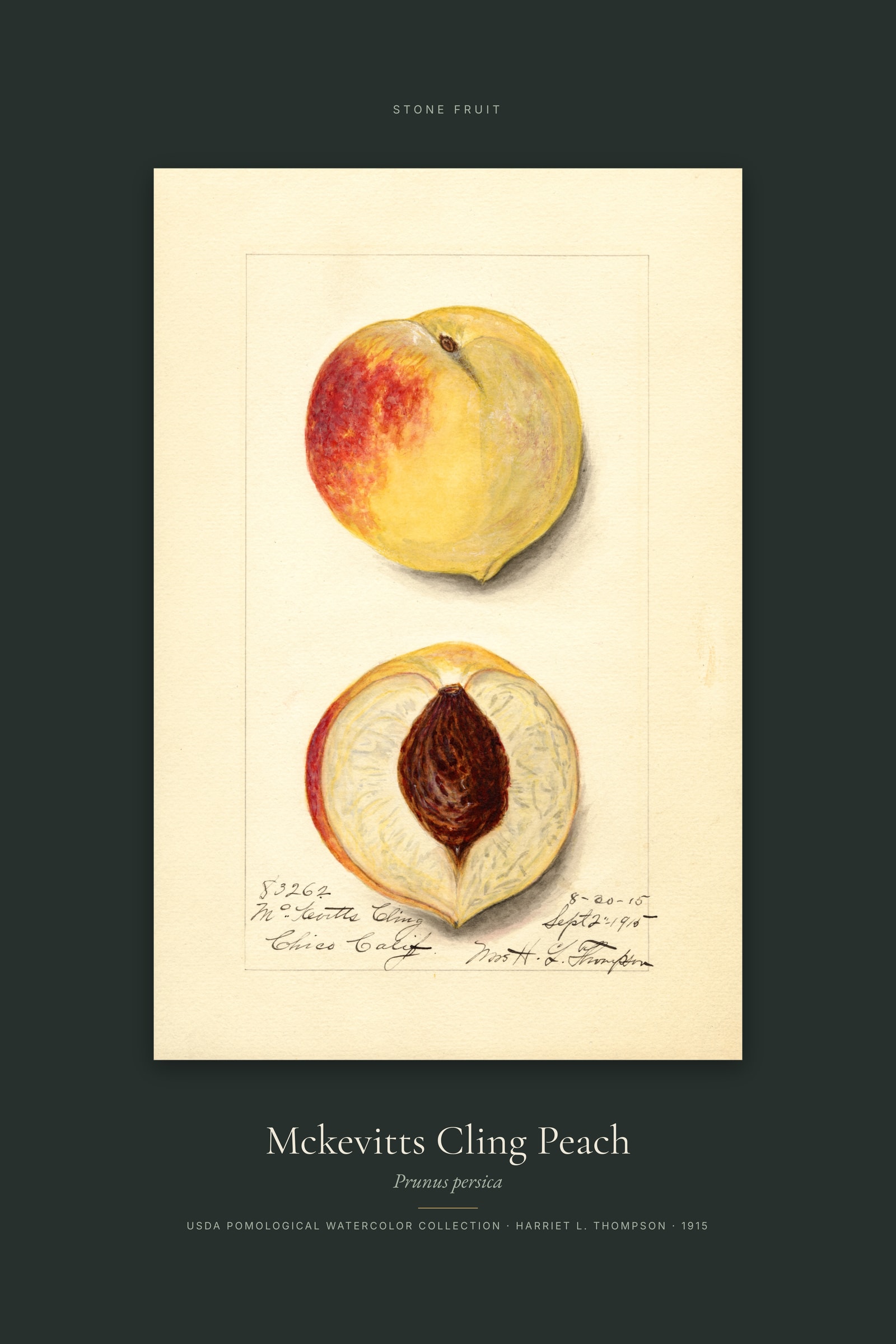 Mckevitts Cling Peach — Specimen