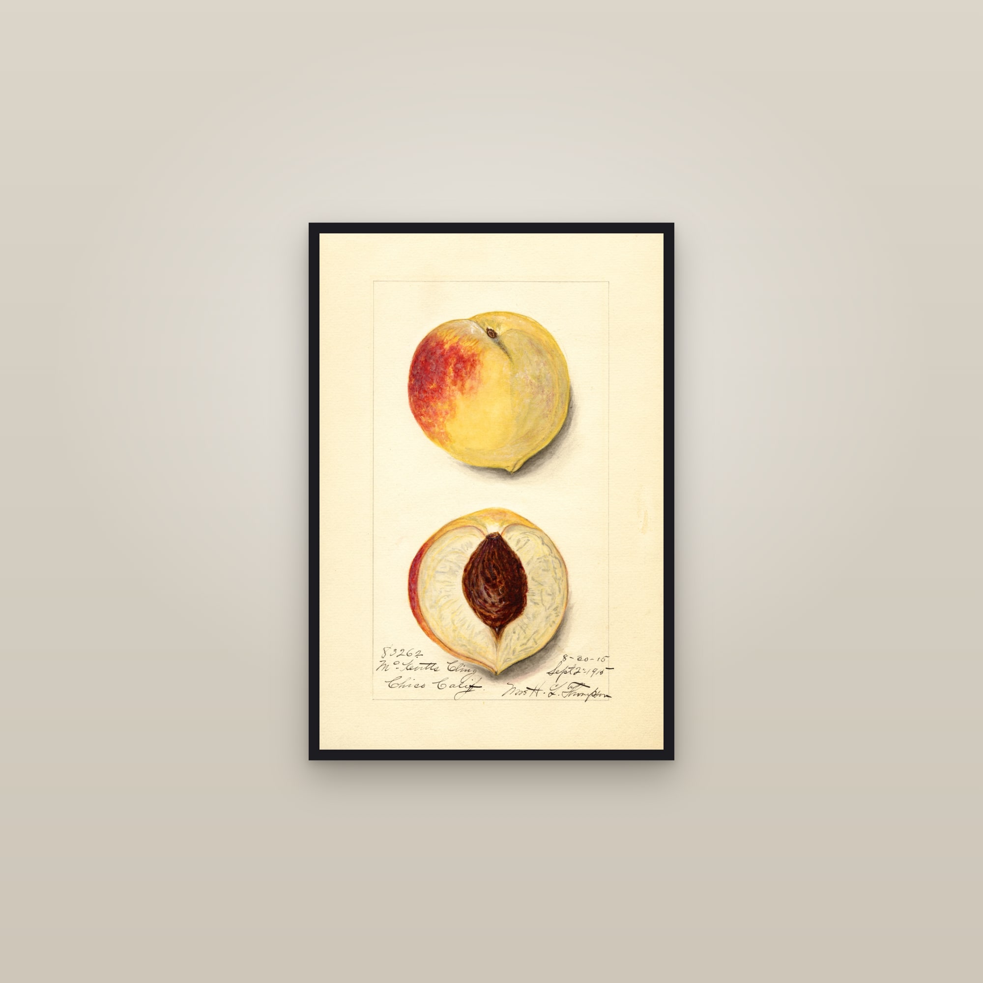 Mckevitts Cling Peach — framed in a gallery setting