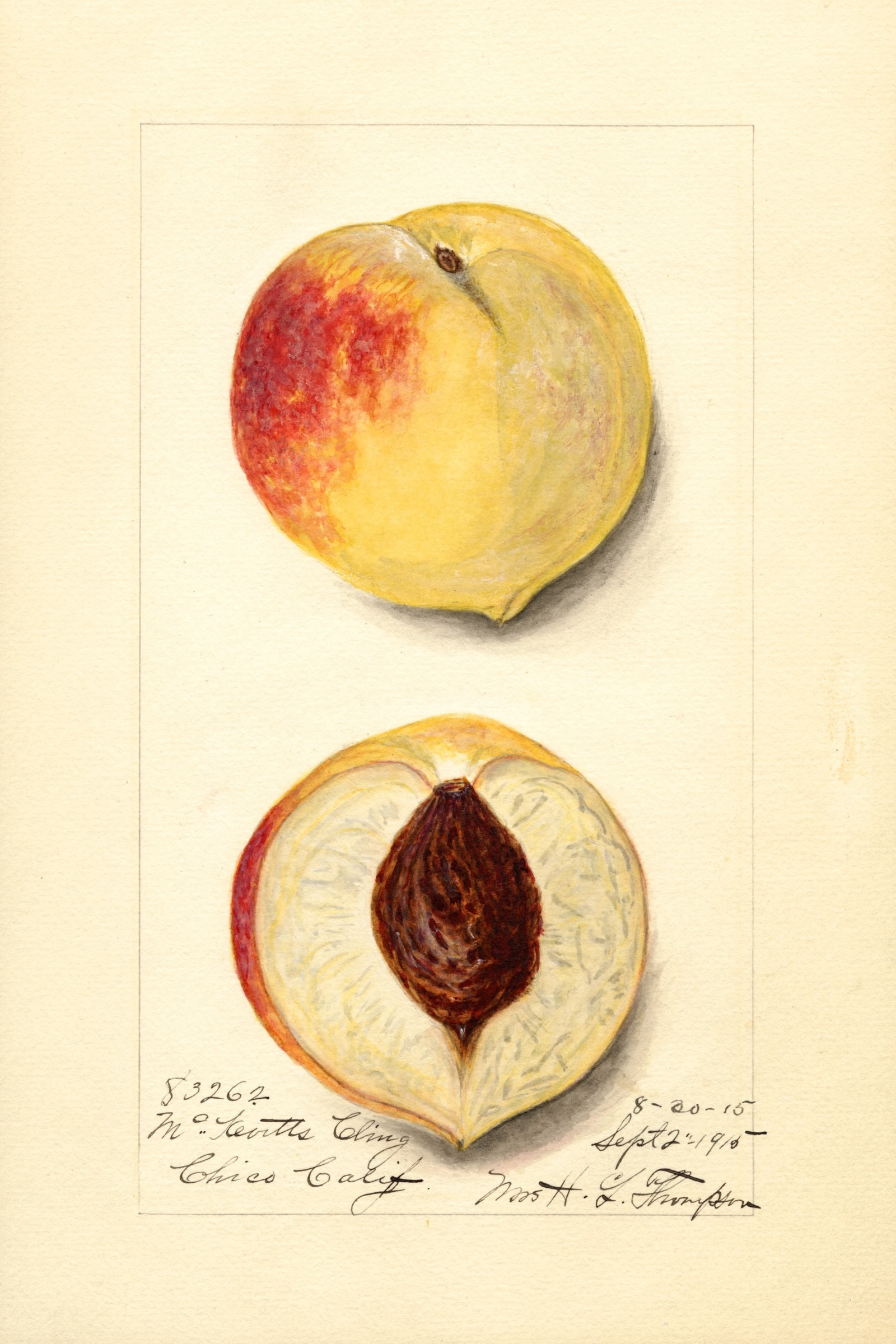 Mckevitts Cling Peach