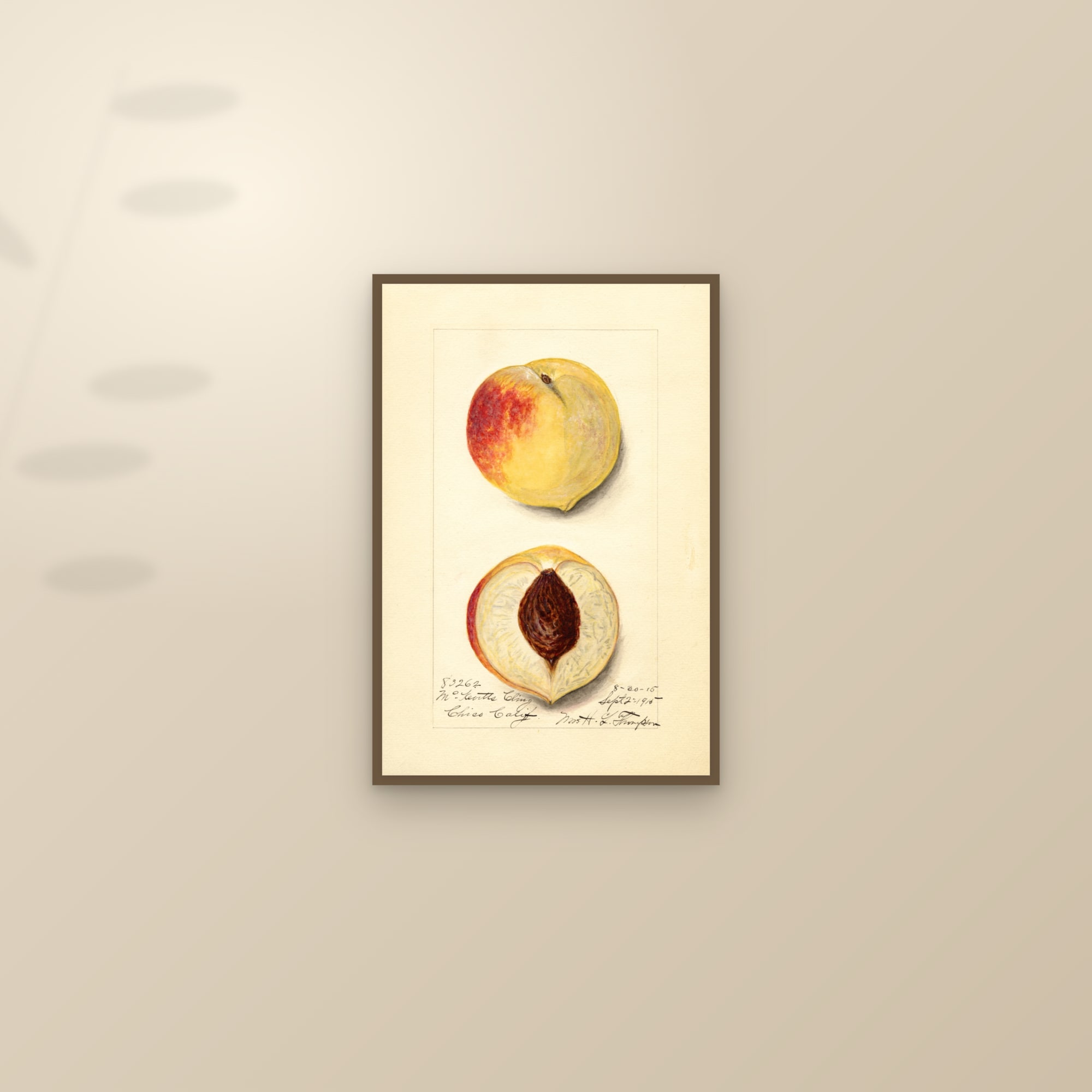 Mckevitts Cling Peach — framed and styled on a sunlit wall