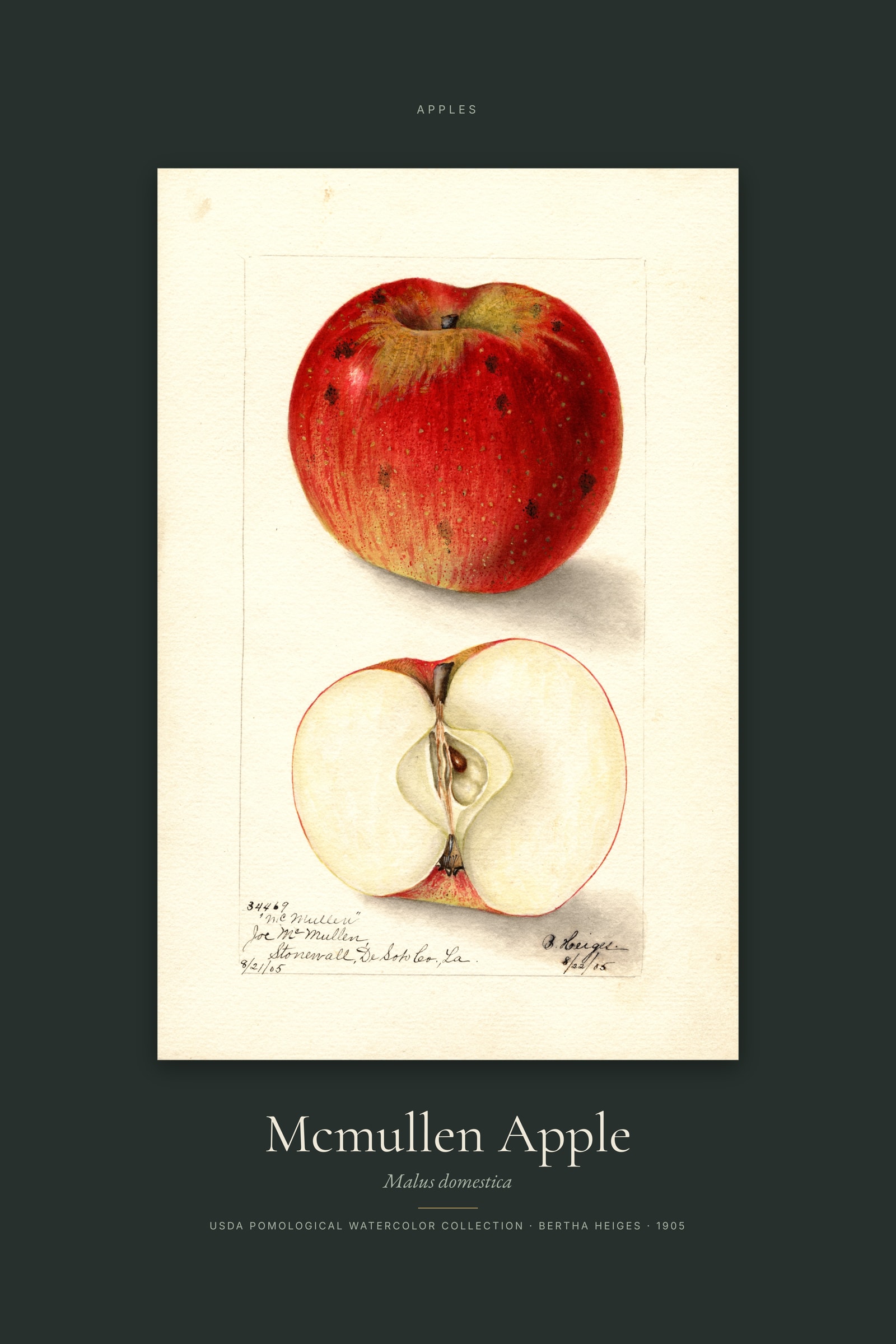 Mcmullen Apple — Specimen