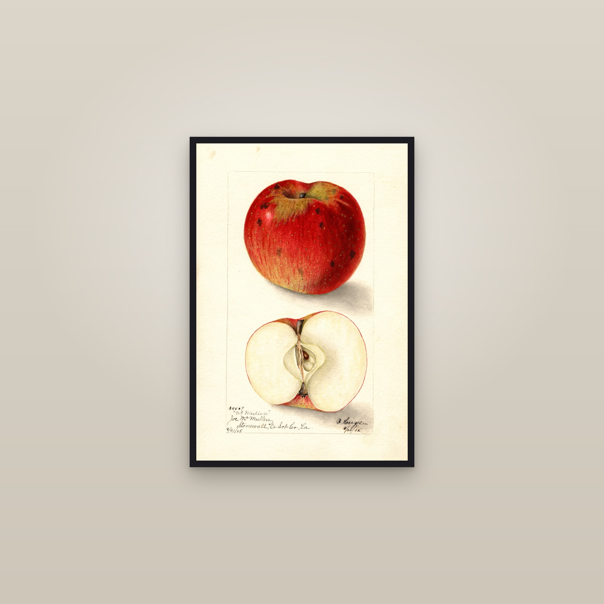 Mcmullen Apple — framed in a gallery setting