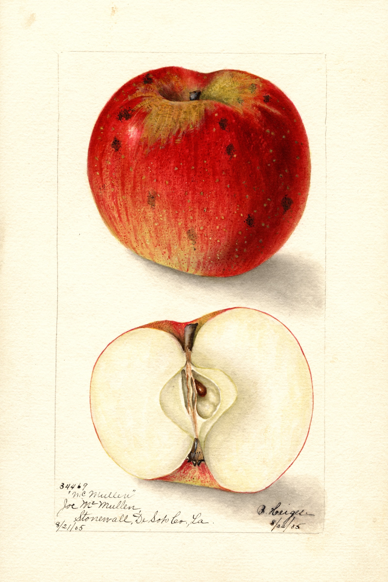 Mcmullen Apple