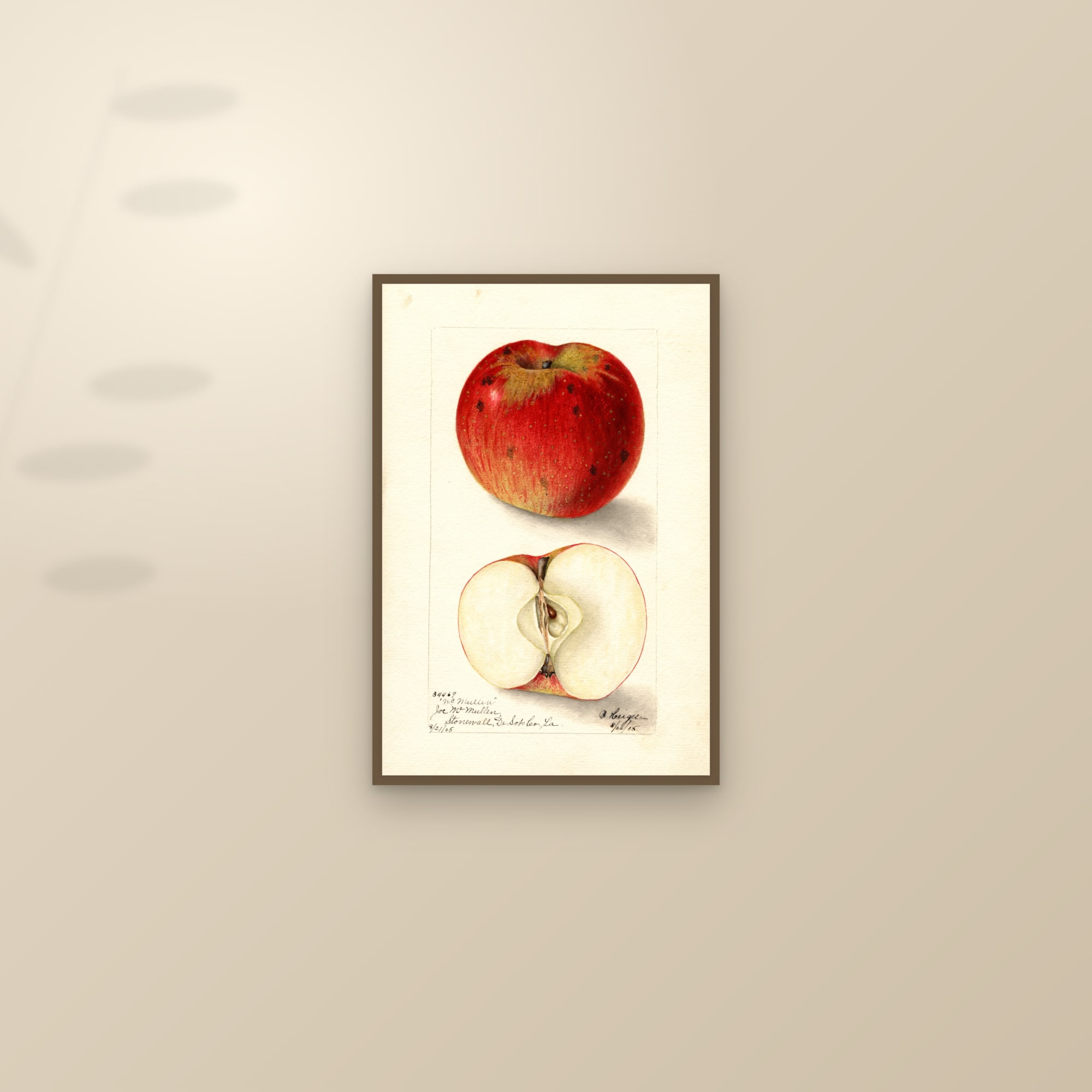 Mcmullen Apple — framed and styled on a sunlit wall