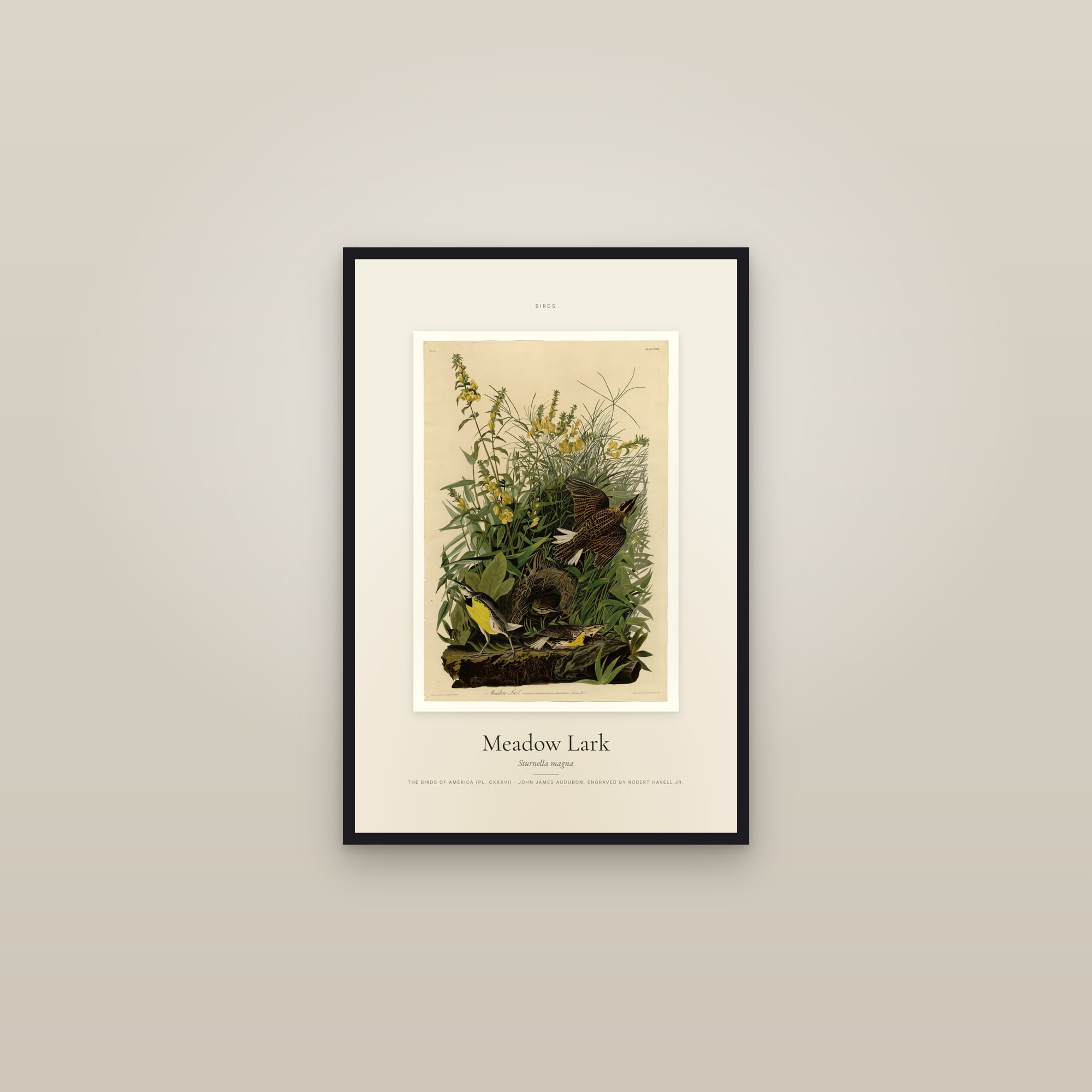 Meadow Lark — Specimen — framed in a gallery setting