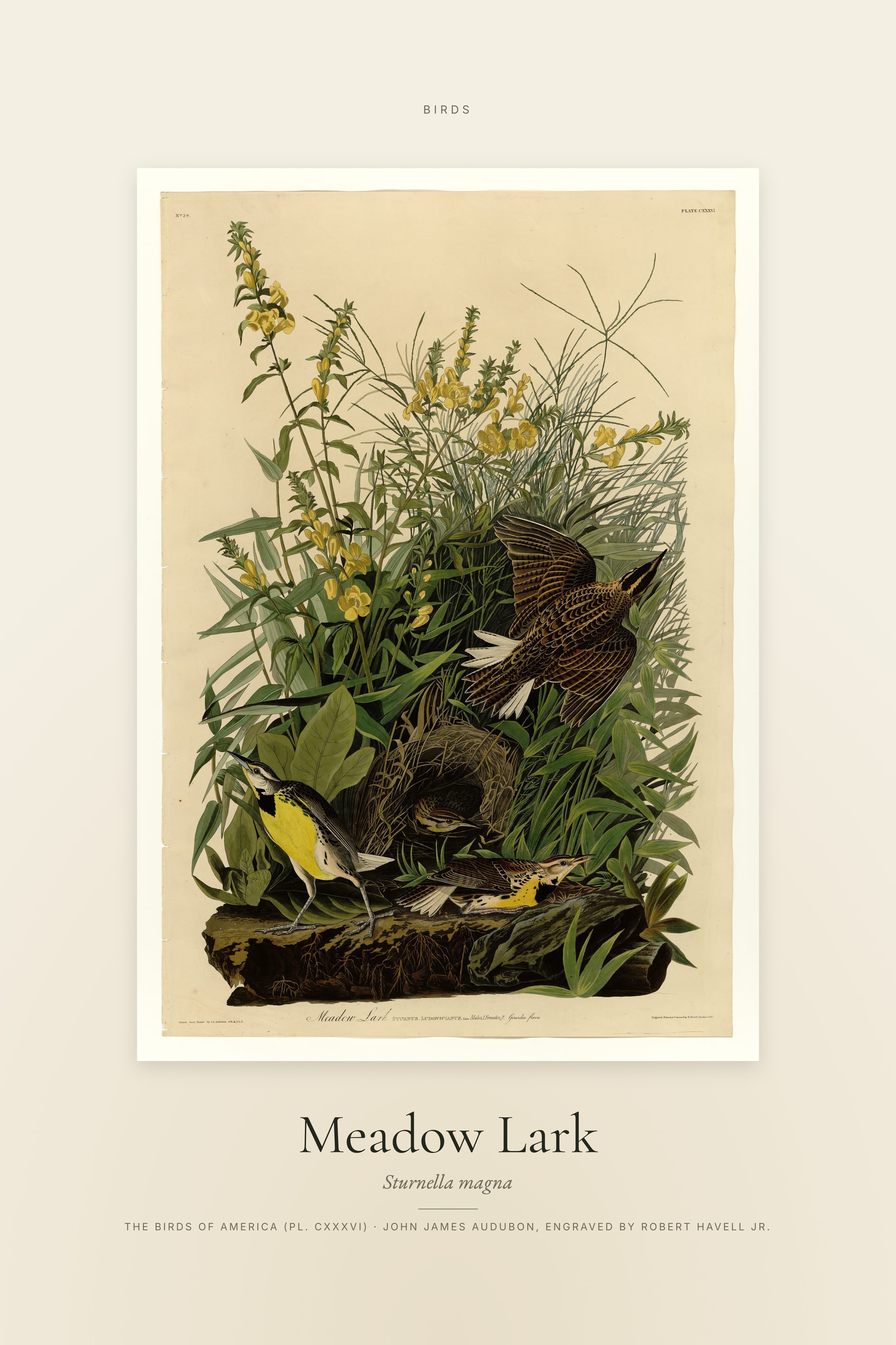 Meadow Lark — Specimen