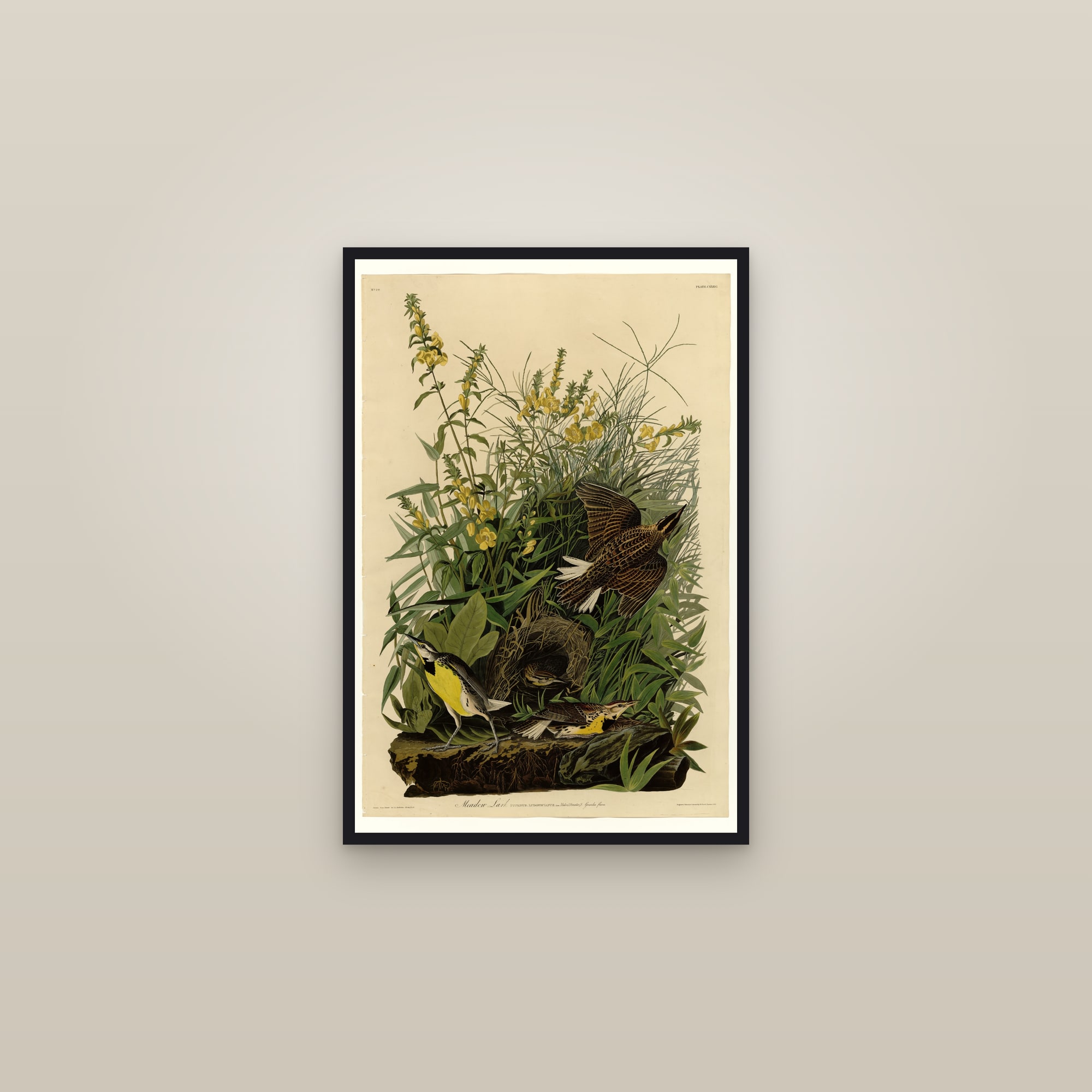 Meadow Lark — framed in a gallery setting