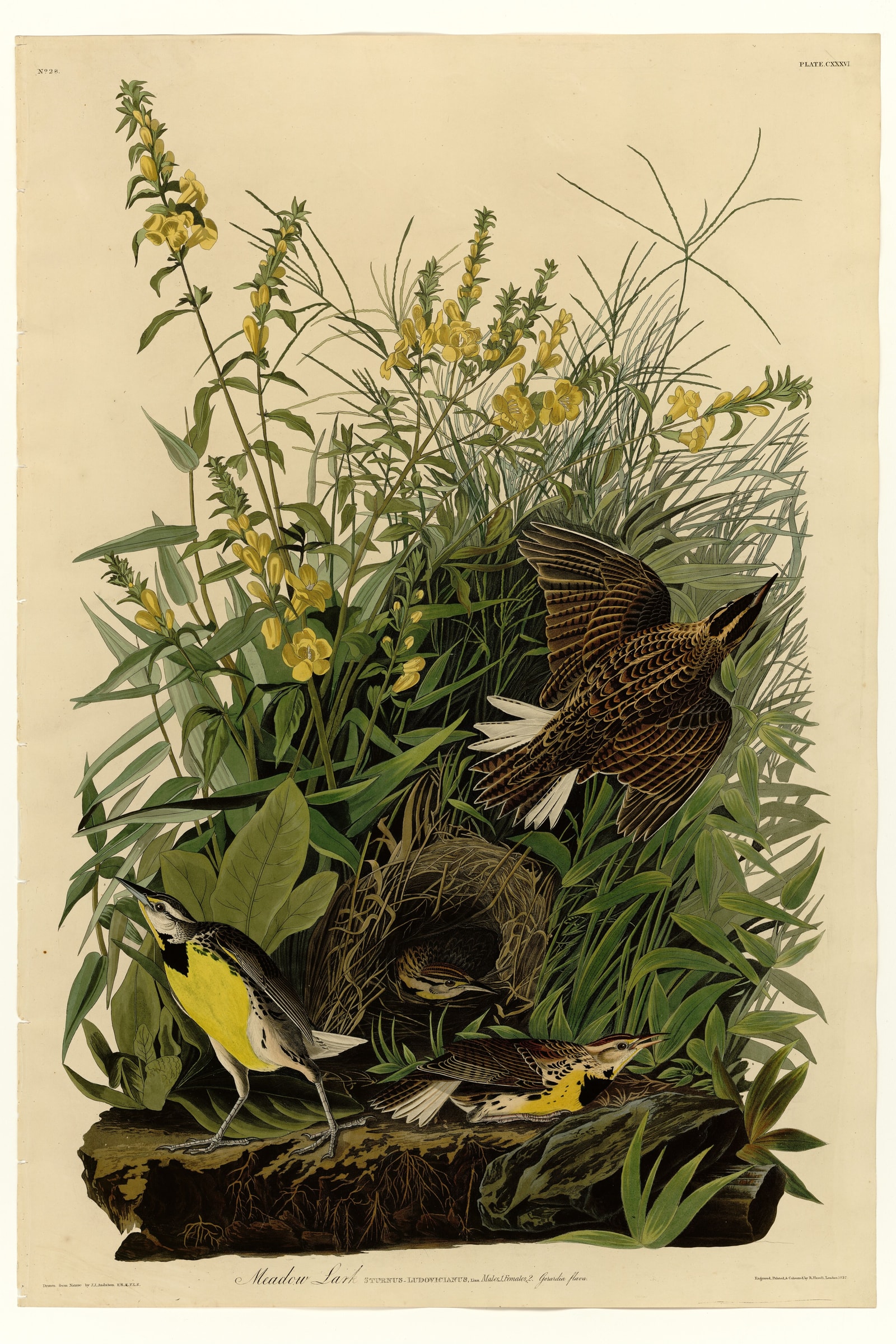 Meadow Lark