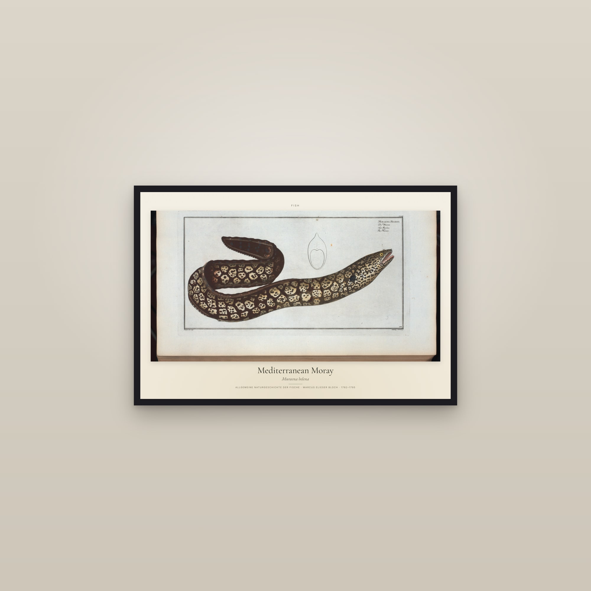 Mediterranean Moray — framed in a gallery setting