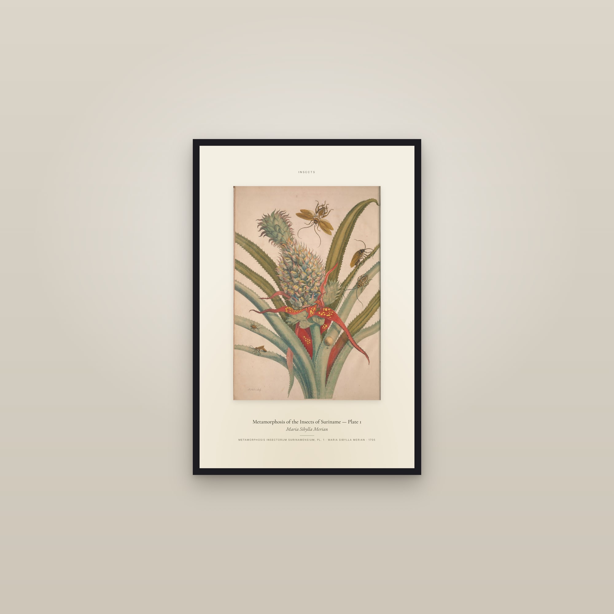 Metamorphosis of the Insects of Suriname (Plate 01) — Plate 1 — Specimen — framed in a gallery setting