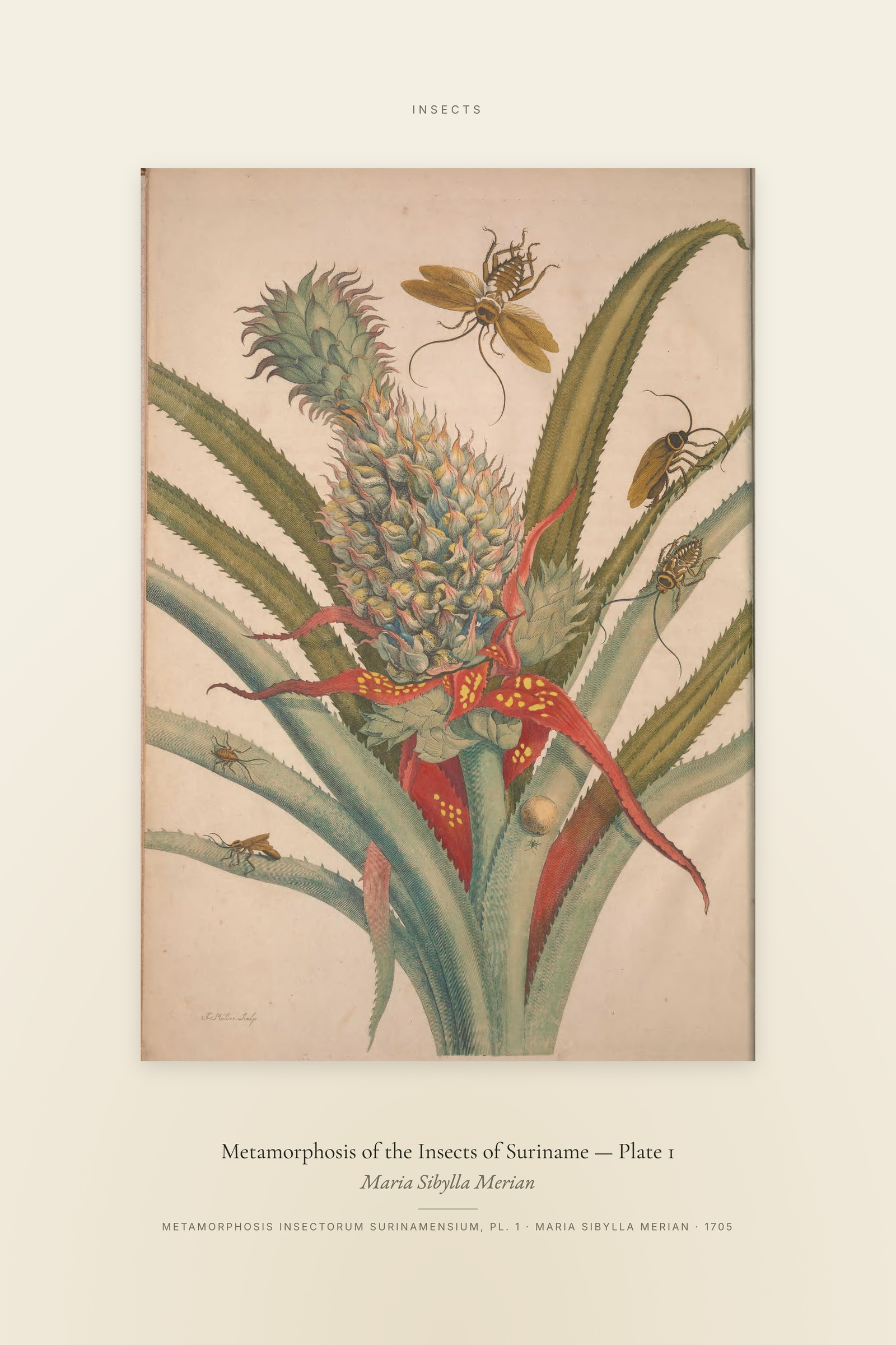 Metamorphosis of the Insects of Suriname (Plate 01) — Plate 1 — Specimen