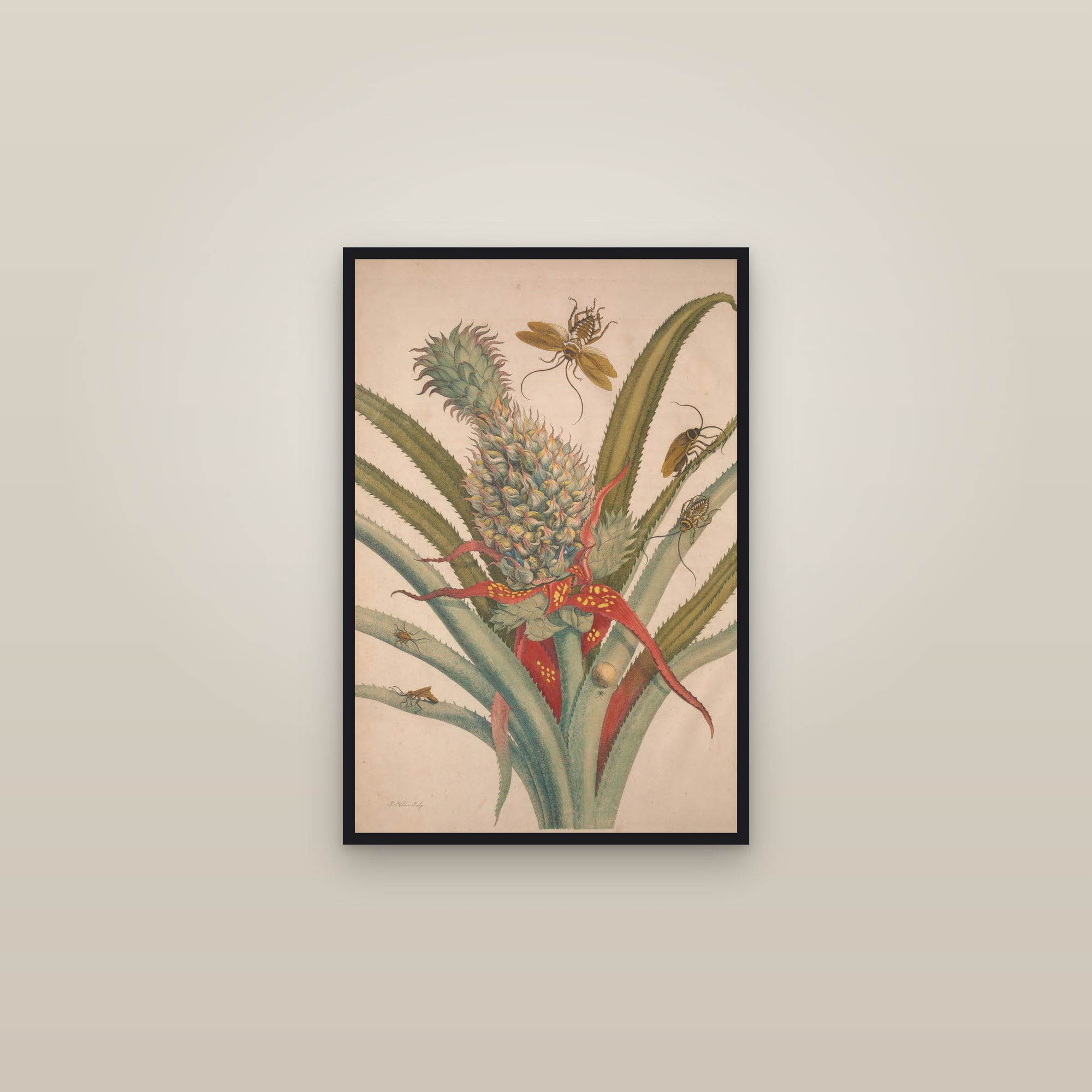 Metamorphosis of the Insects of Suriname (Plate 01) — Plate 1 — framed in a gallery setting
