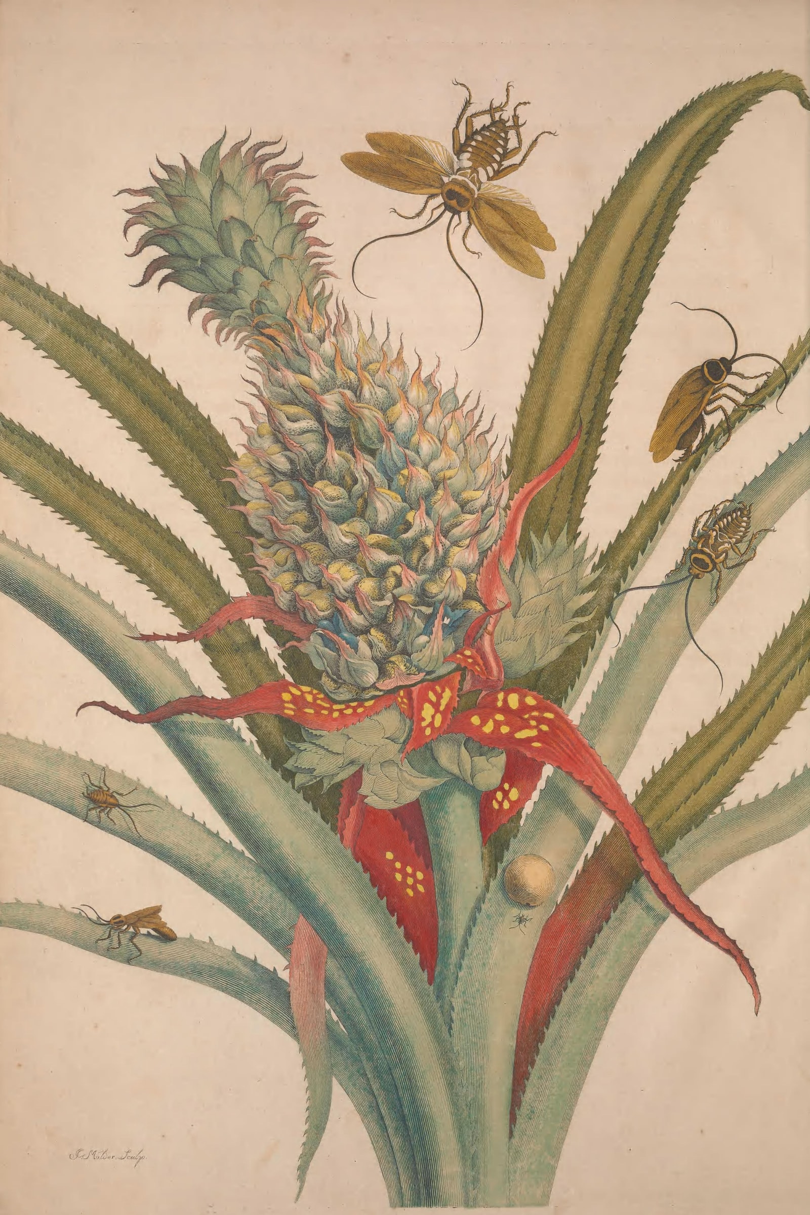 Metamorphosis of the Insects of Suriname (Plate 01) — Plate 1