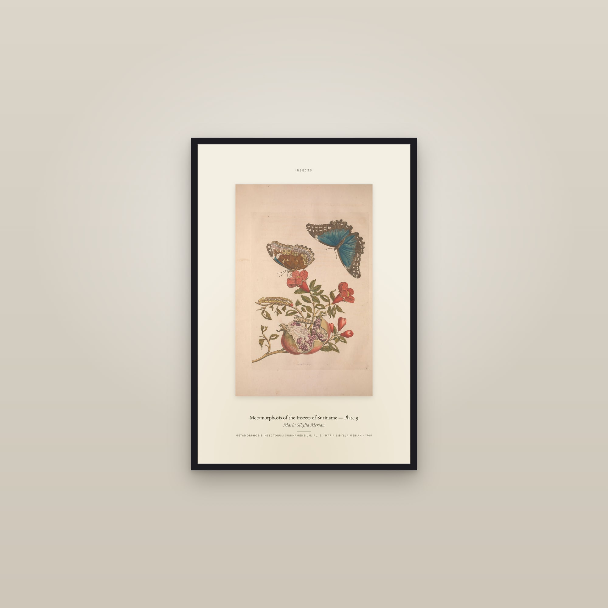 Metamorphosis of the Insects of Suriname (Plate 09) — Plate 9 — Specimen — framed in a gallery setting
