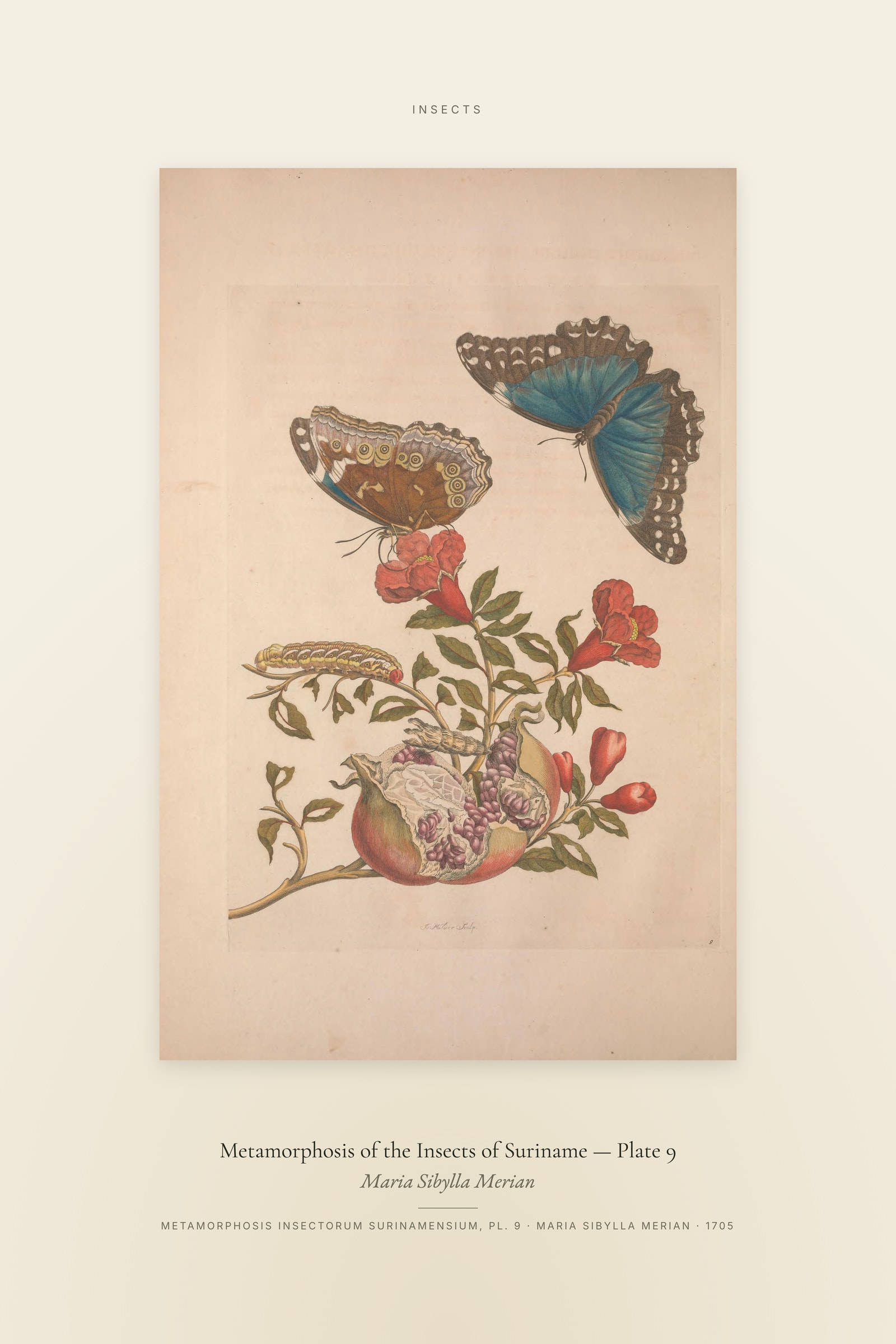 Metamorphosis of the Insects of Suriname (Plate 09) — Plate 9 — Specimen