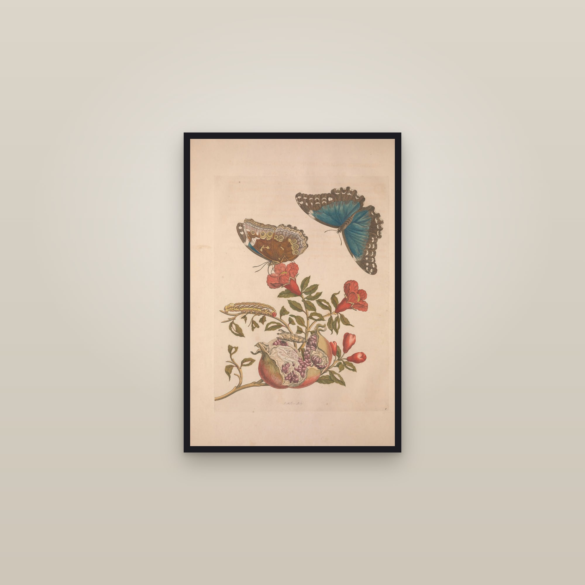 Metamorphosis of the Insects of Suriname (Plate 09) — Plate 9 — framed in a gallery setting