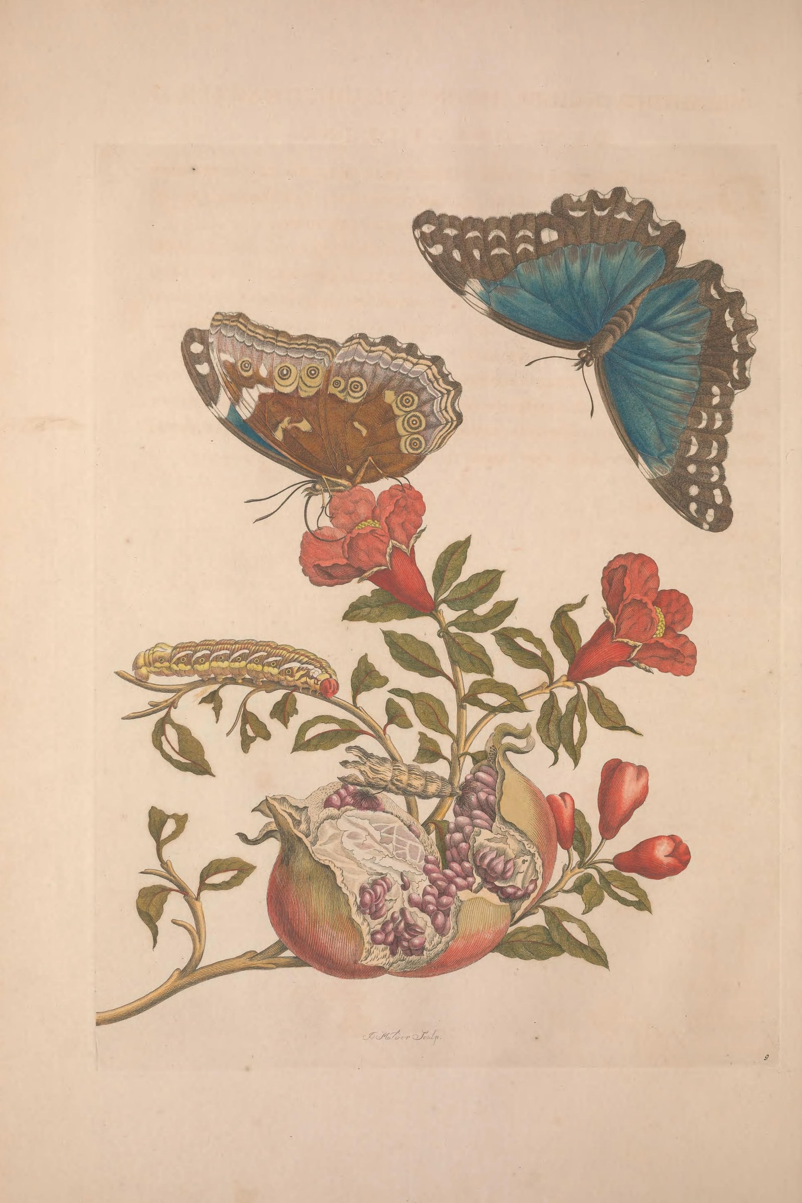 Metamorphosis of the Insects of Suriname (Plate 09) — Plate 9