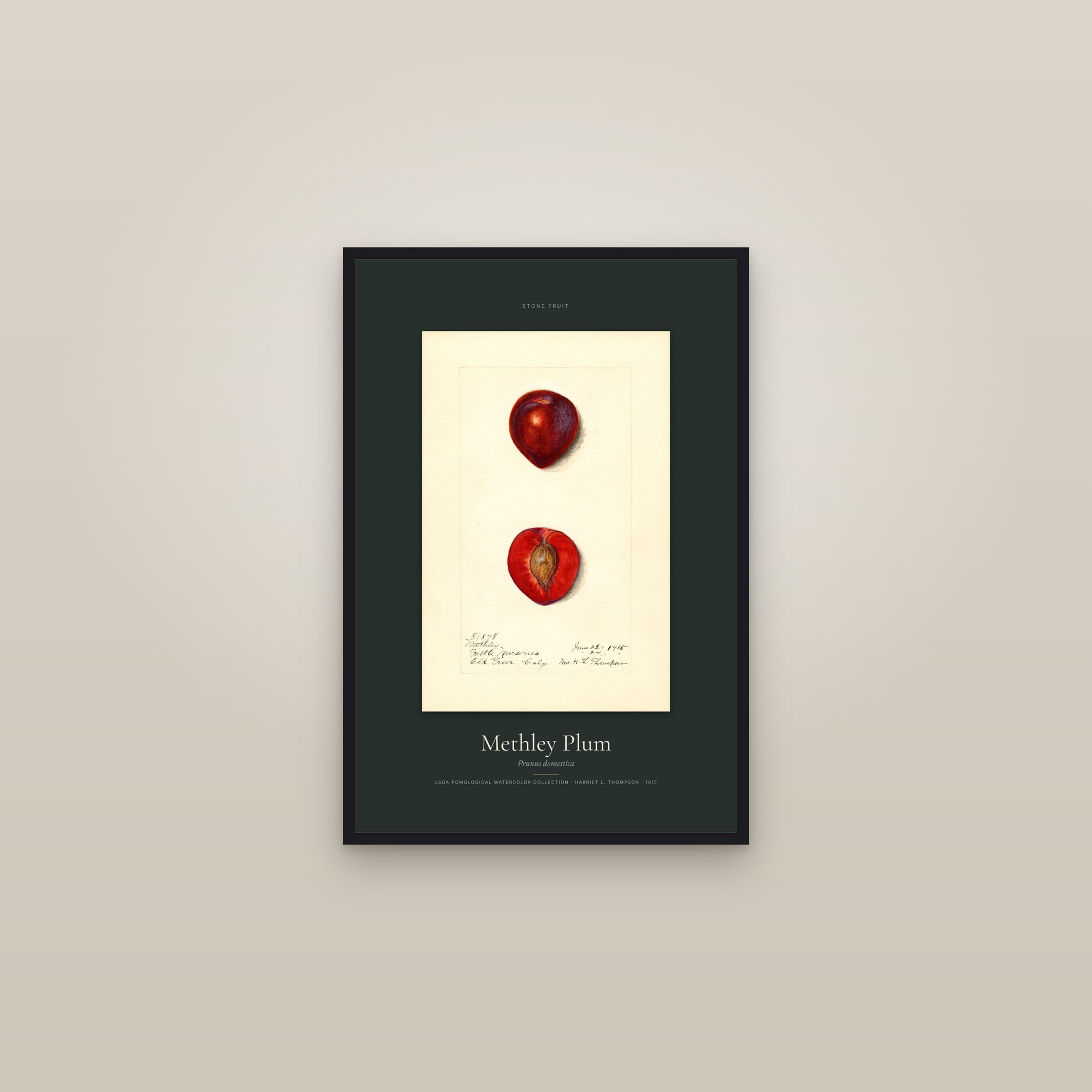 Methley Plum — Specimen — framed in a gallery setting