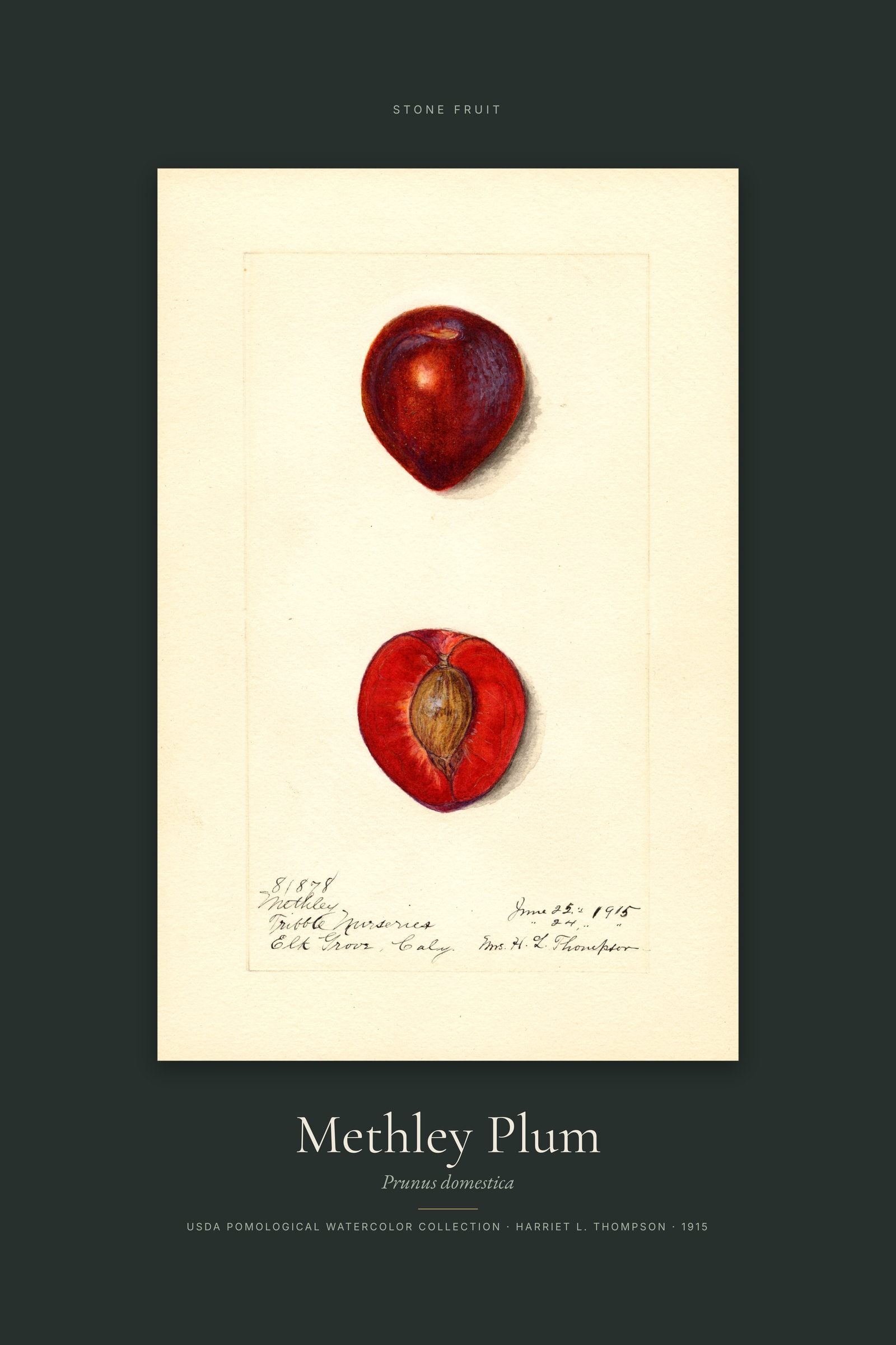 Methley Plum — Specimen