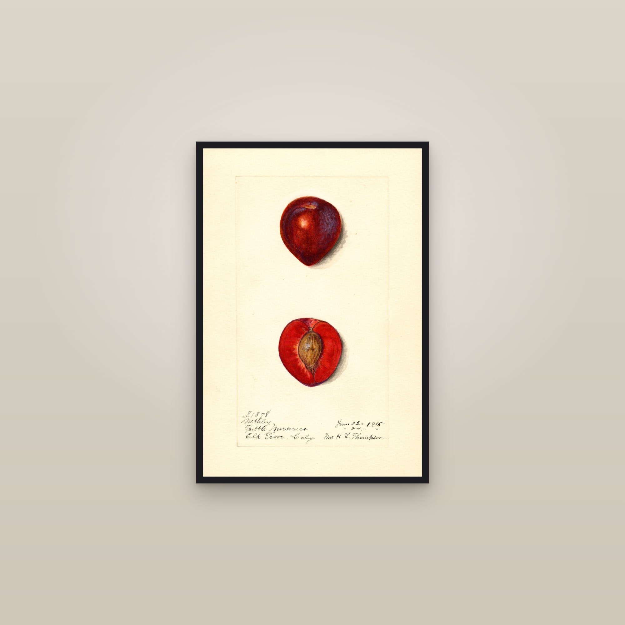 Methley Plum — framed in a gallery setting