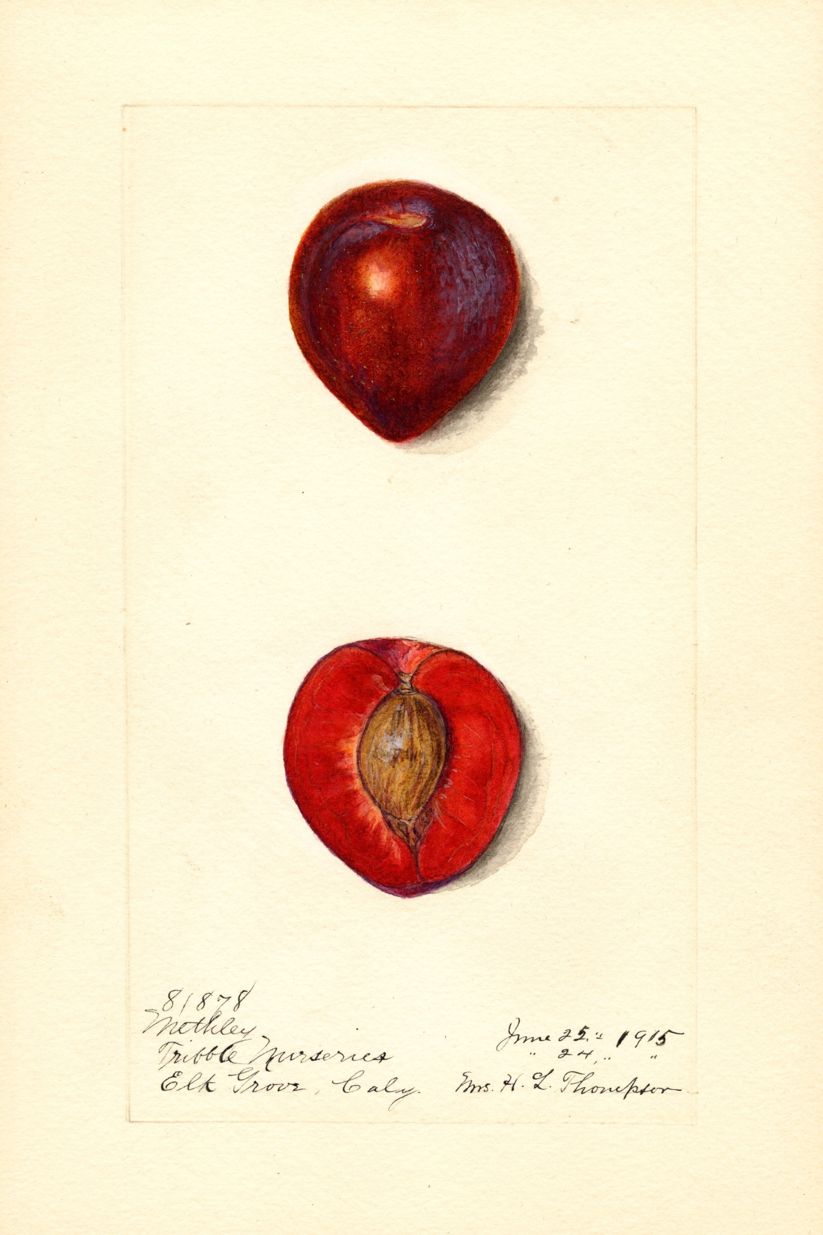 Methley Plum