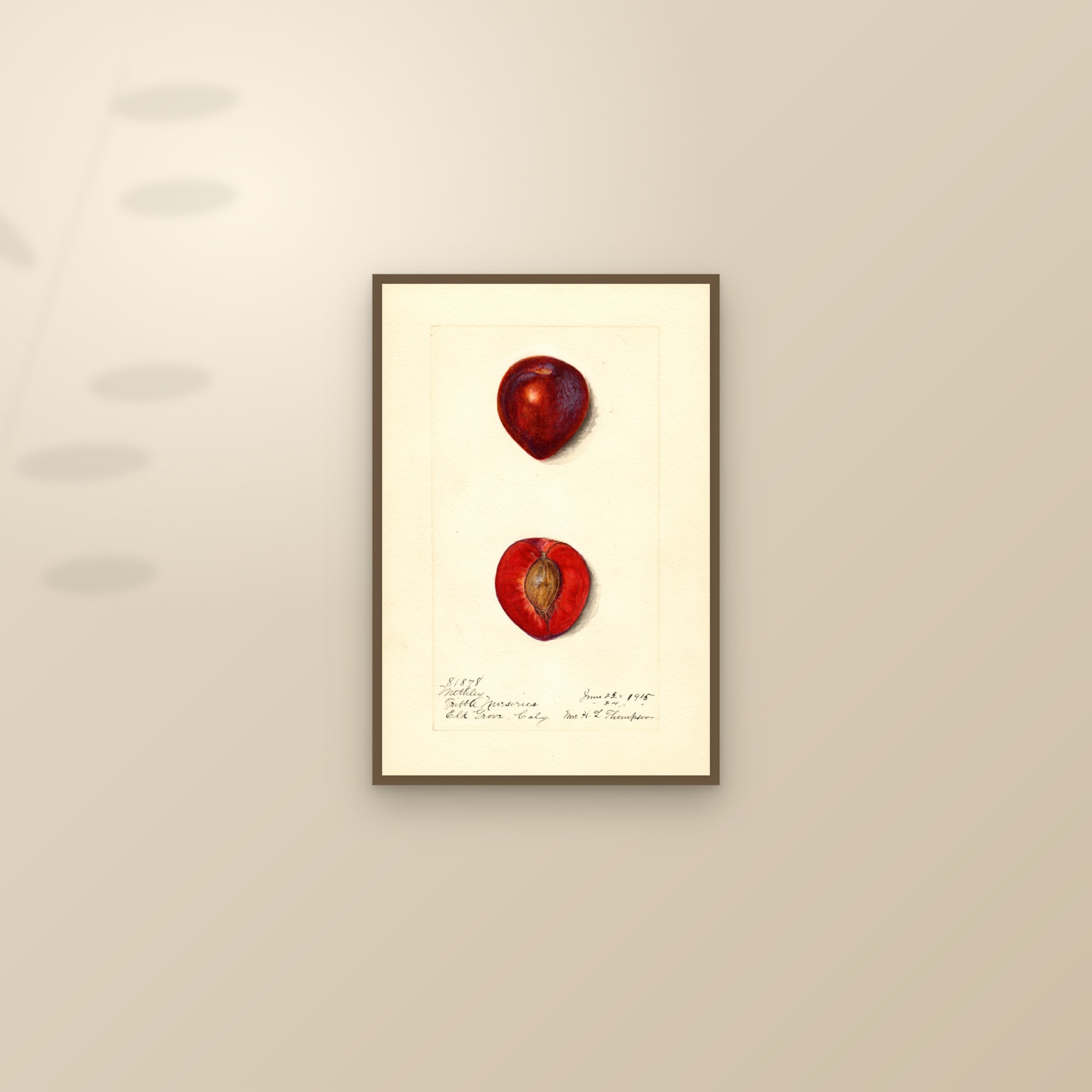 Methley Plum — framed and styled on a sunlit wall