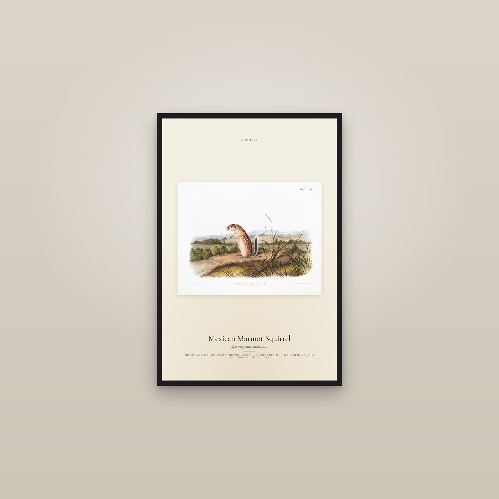 Mexican Marmot Squirrel — framed in a gallery setting