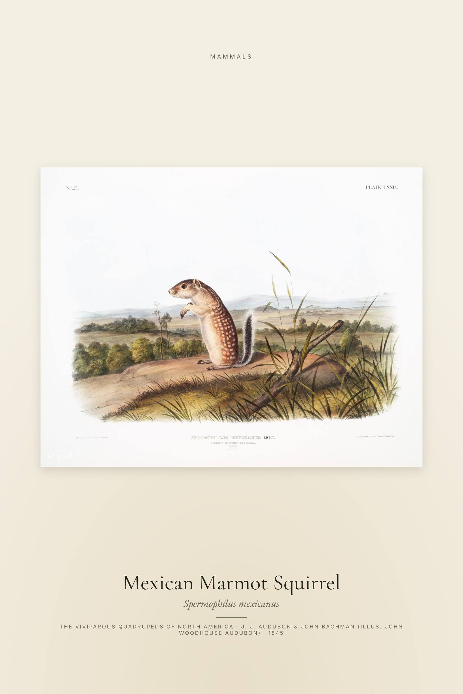 Mexican Marmot Squirrel