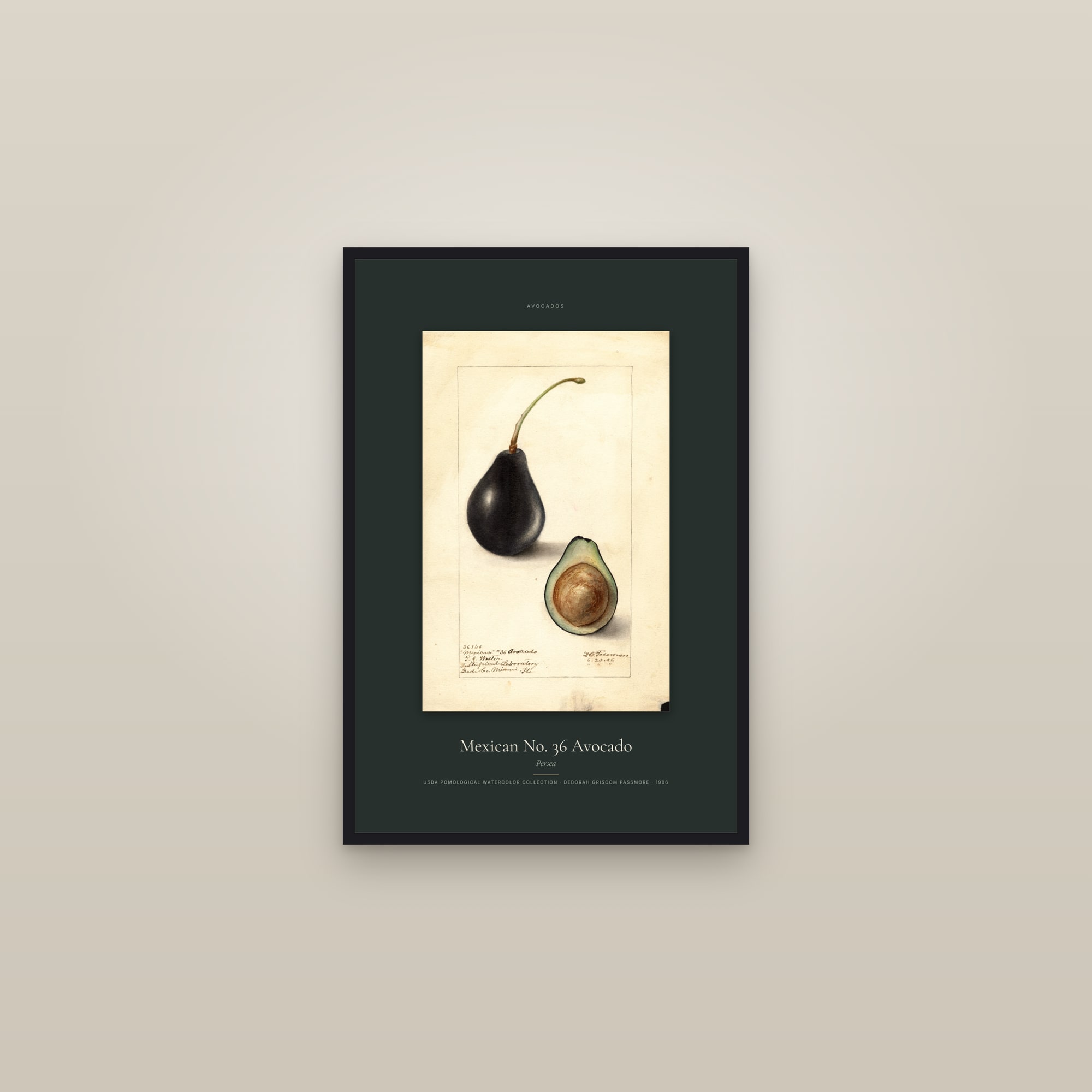 Mexican No. 36 Avocado — Specimen — framed in a gallery setting