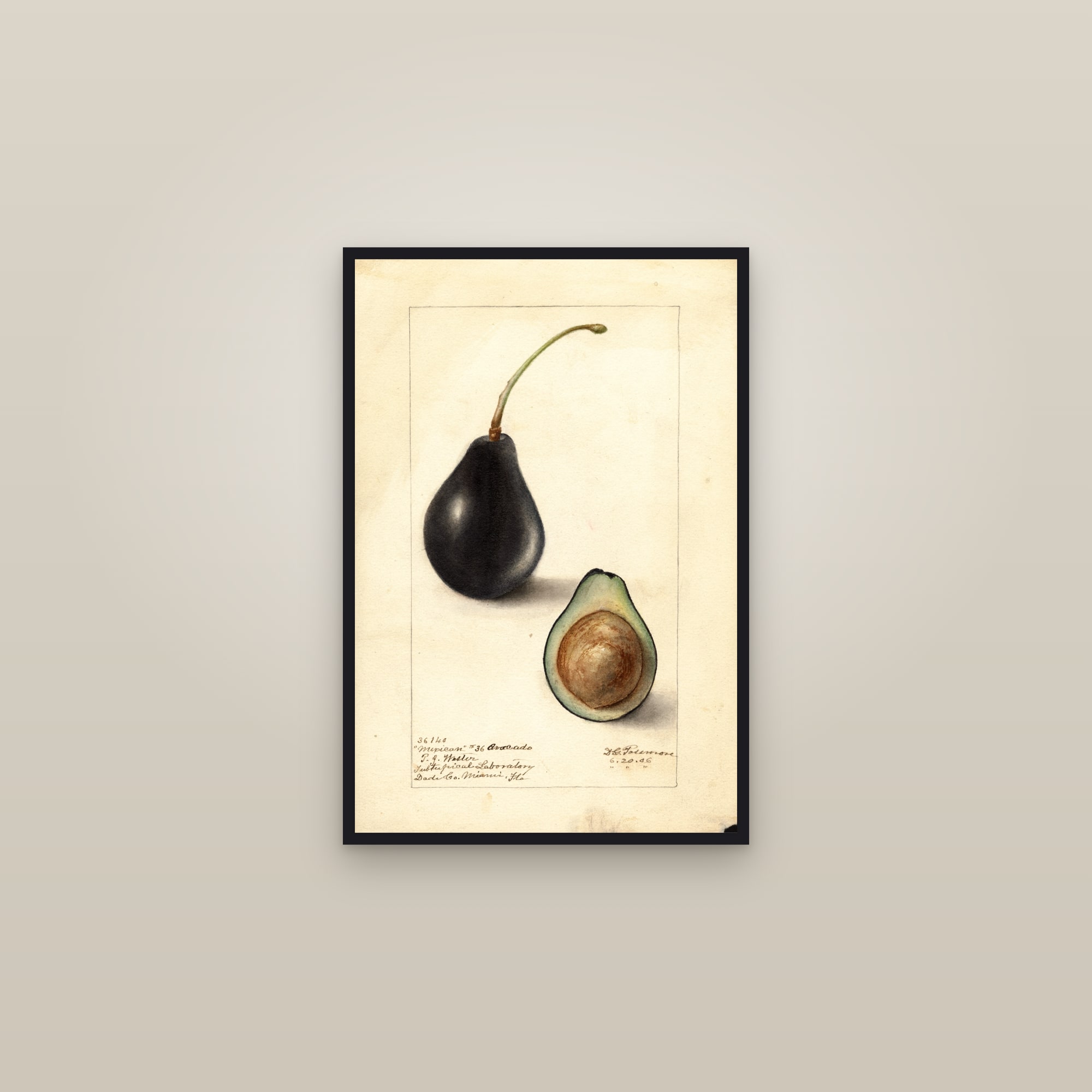 Mexican No. 36 Avocado — framed in a gallery setting