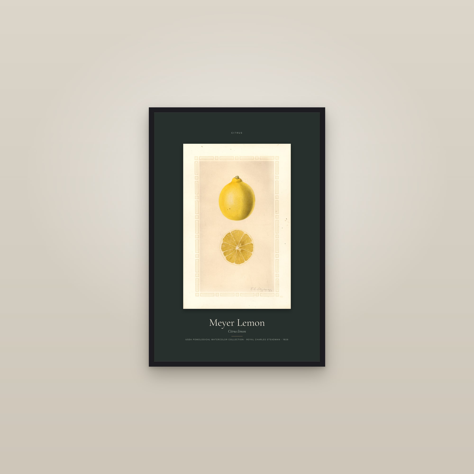 Meyer Lemon — Specimen — framed in a gallery setting