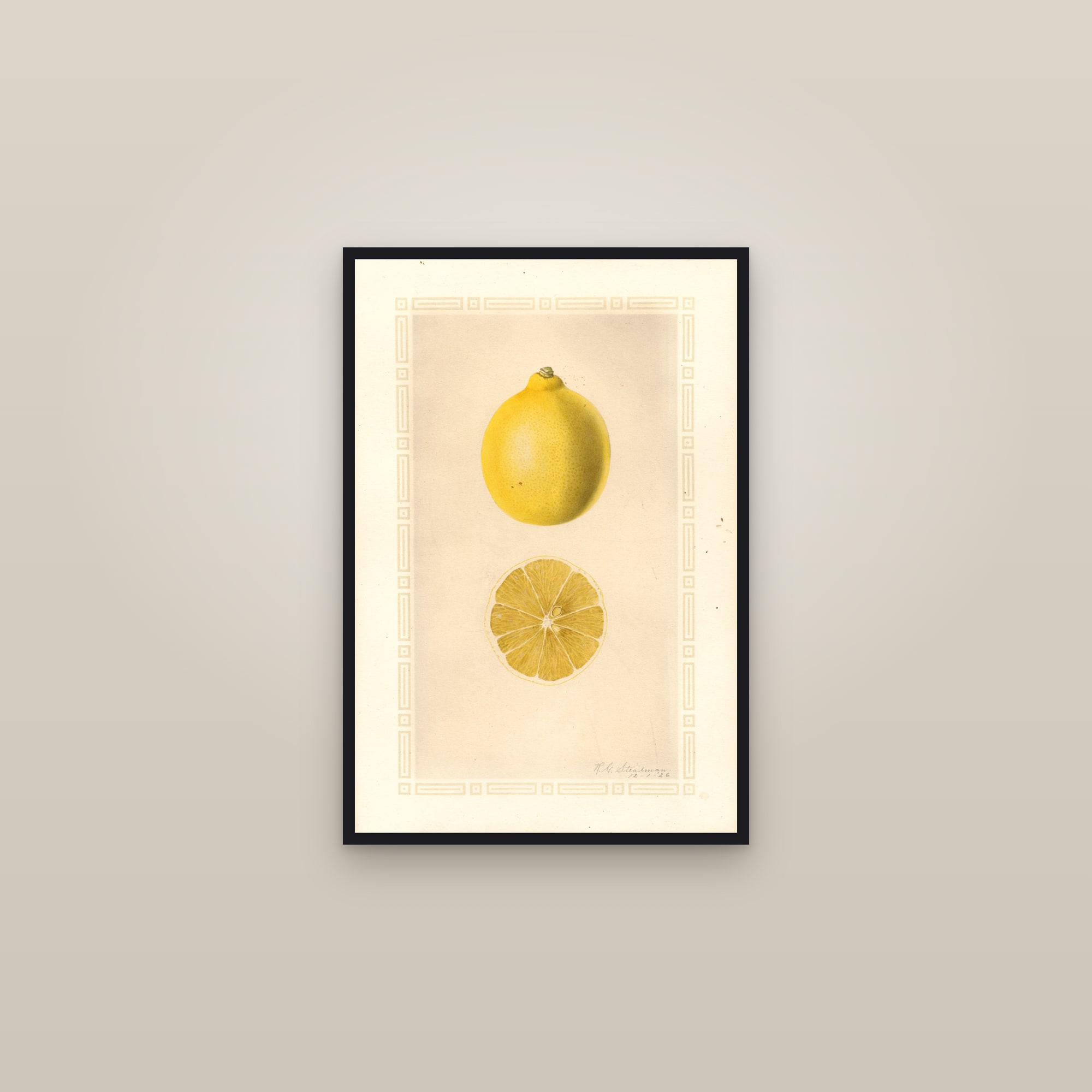 Meyer Lemon — framed in a gallery setting