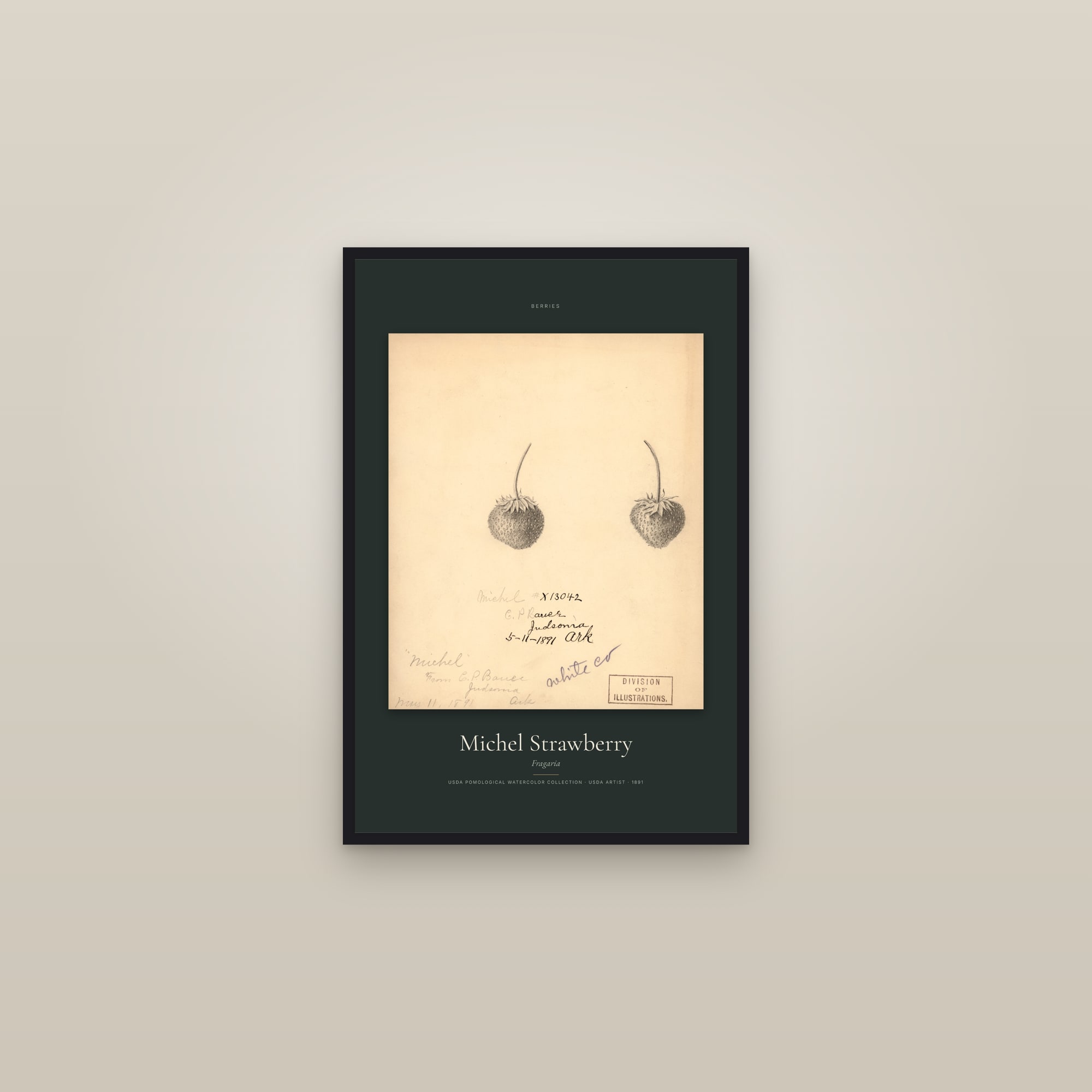 Michel Strawberry — Specimen — framed in a gallery setting