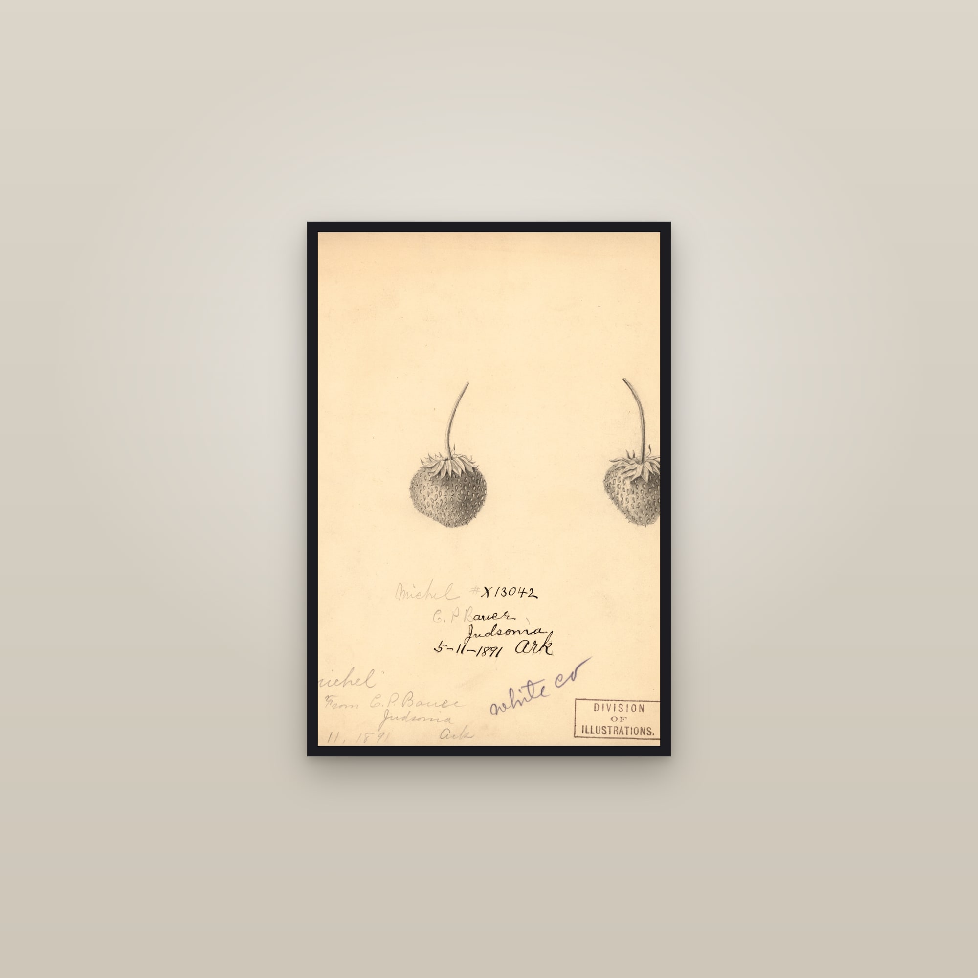 Michel Strawberry — framed in a gallery setting