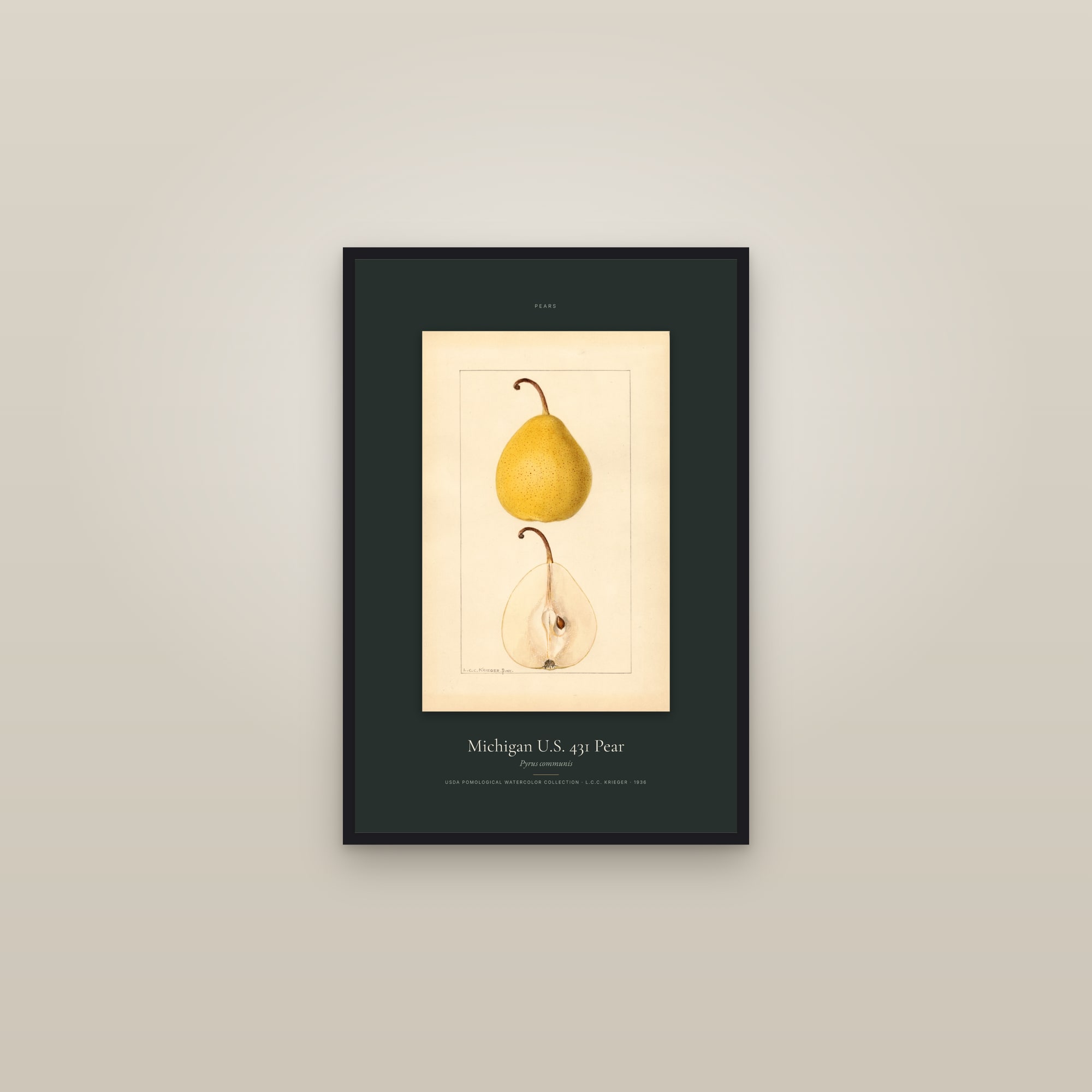 Michigan U.S. 431 Pear — Specimen — framed in a gallery setting