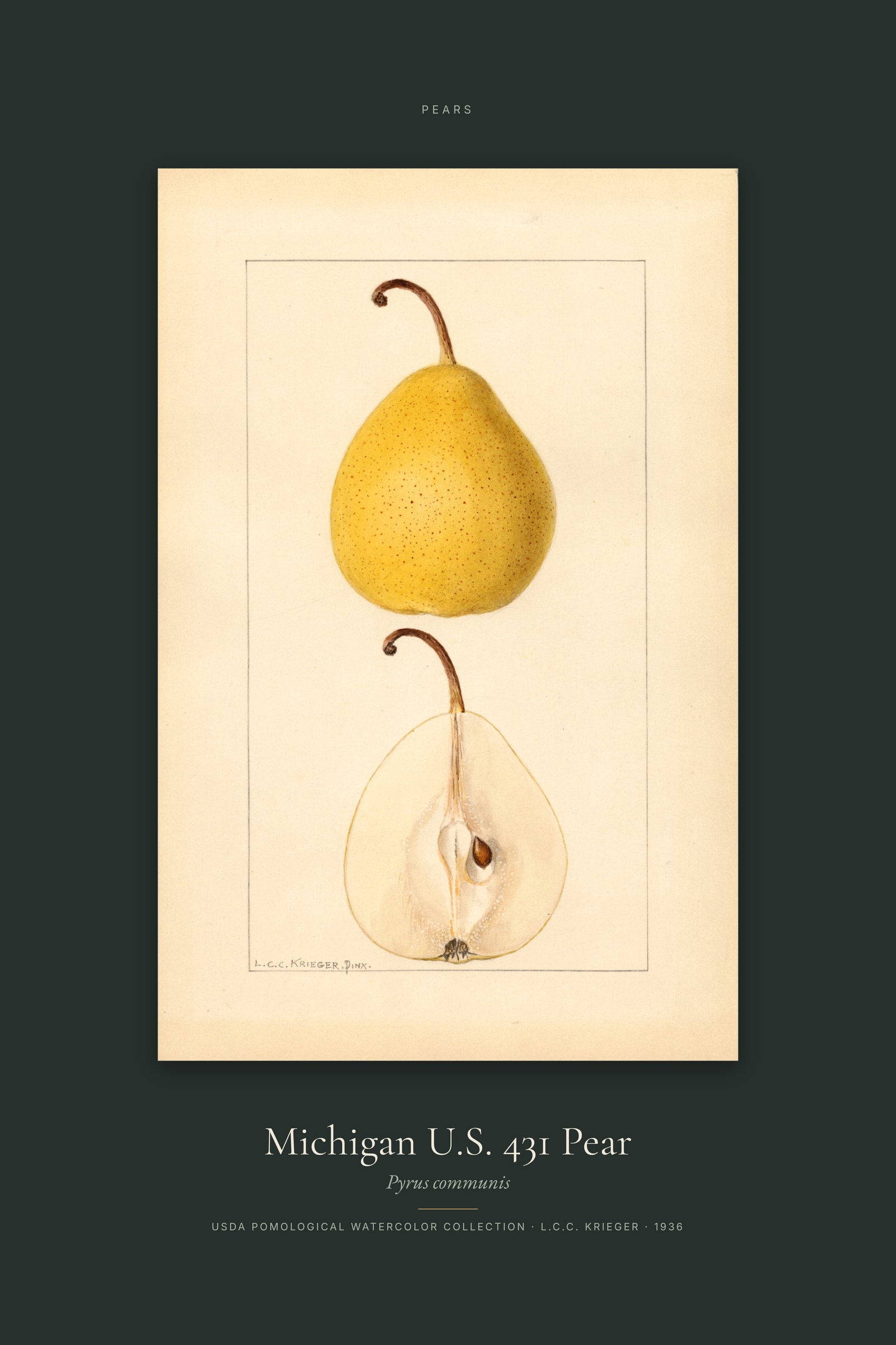 Michigan U.S. 431 Pear — Specimen