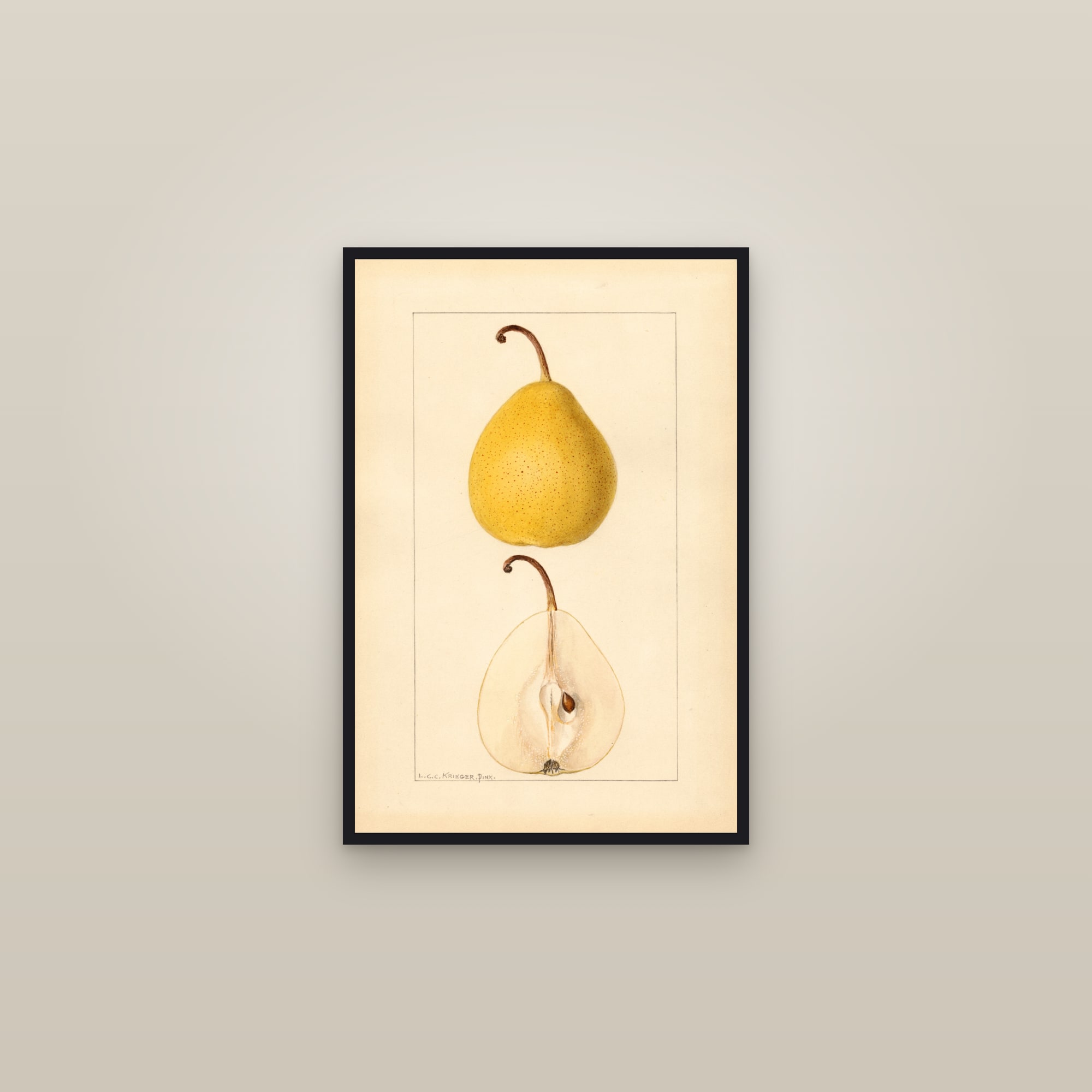 Michigan U.S. 431 Pear — framed in a gallery setting