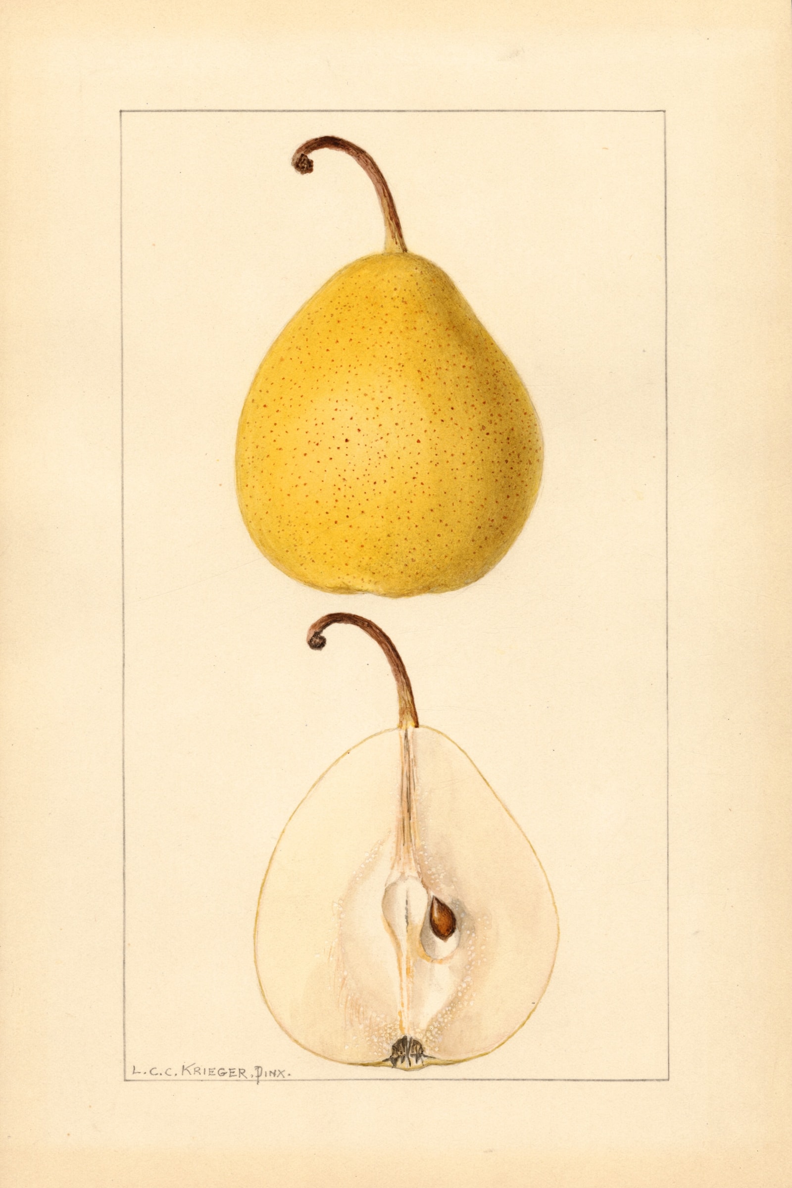 Michigan U.S. 431 Pear