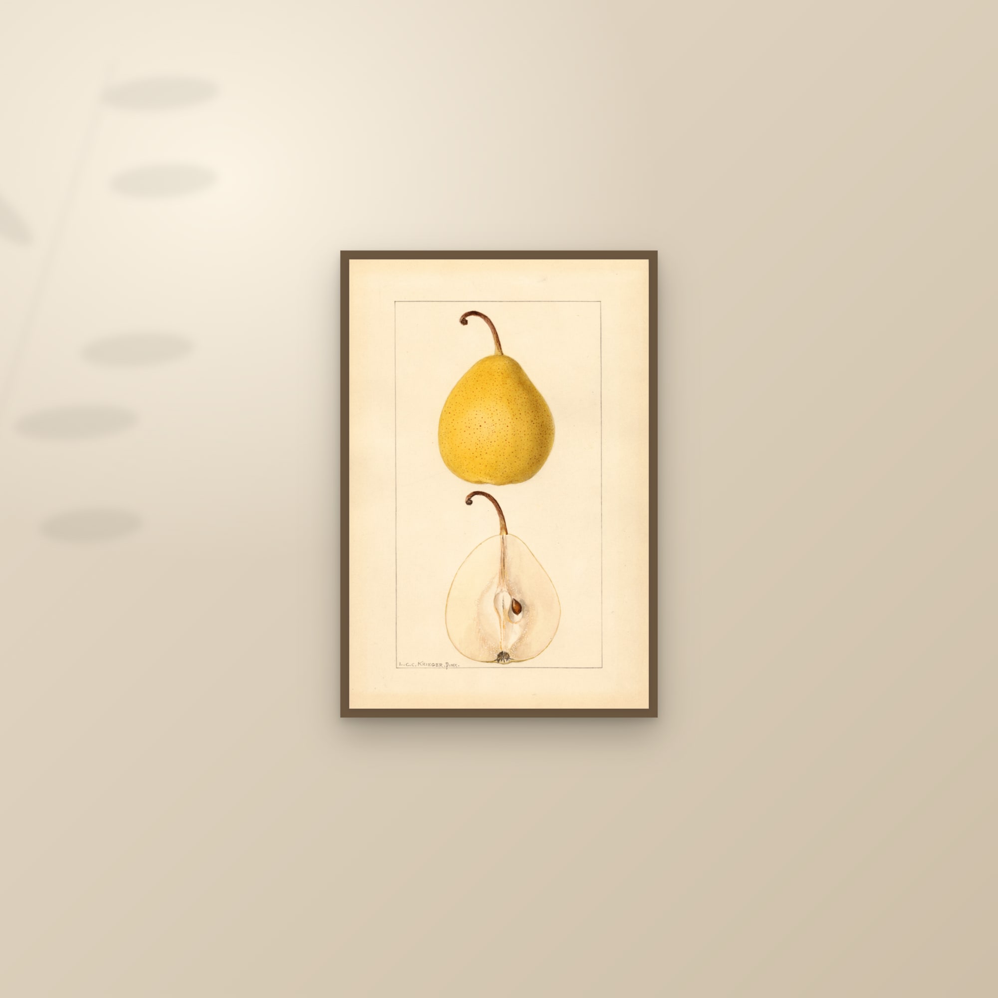 Michigan U.S. 431 Pear — framed and styled on a sunlit wall