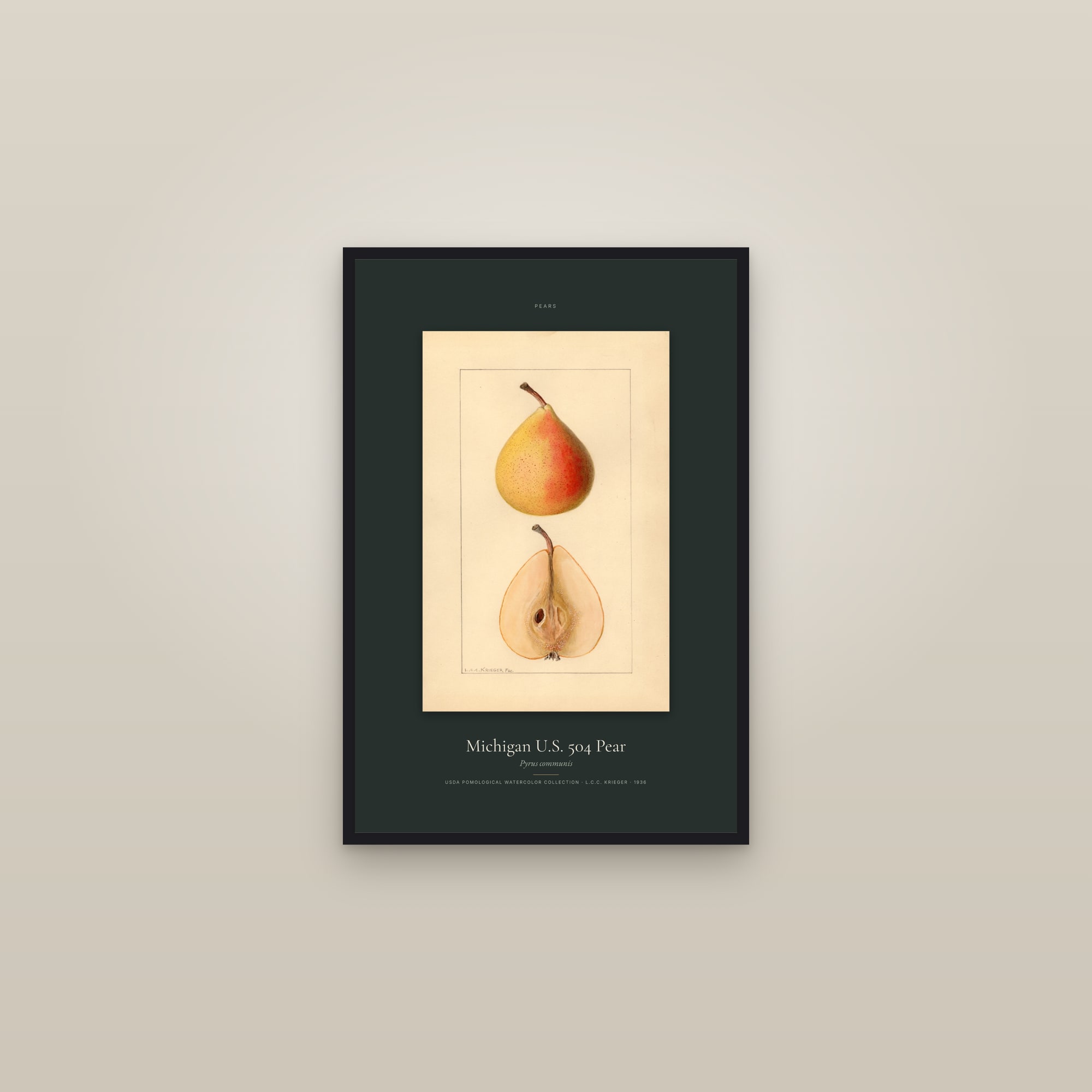 Michigan U.S. 504 Pear — Specimen — framed in a gallery setting