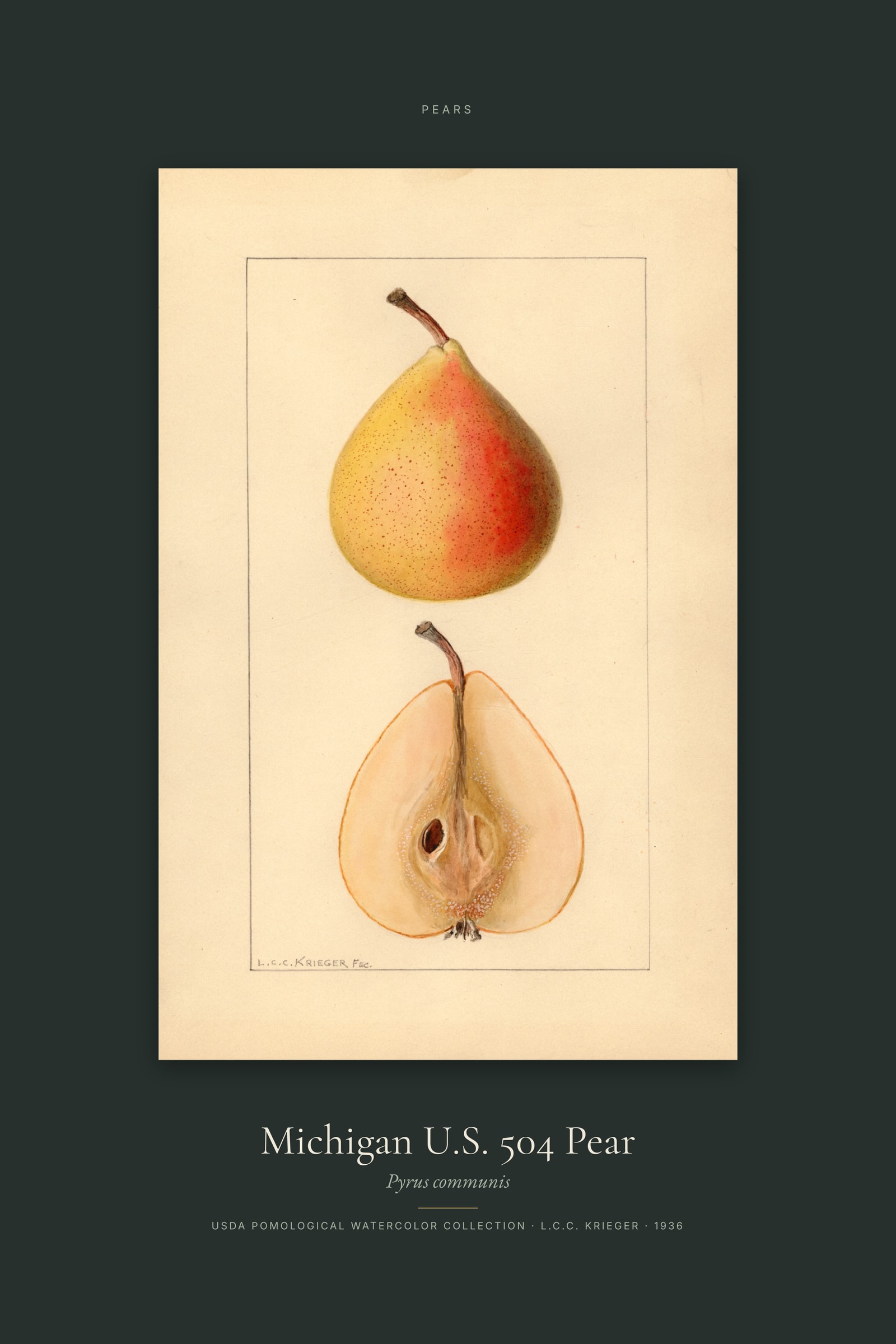 Michigan U.S. 504 Pear — Specimen