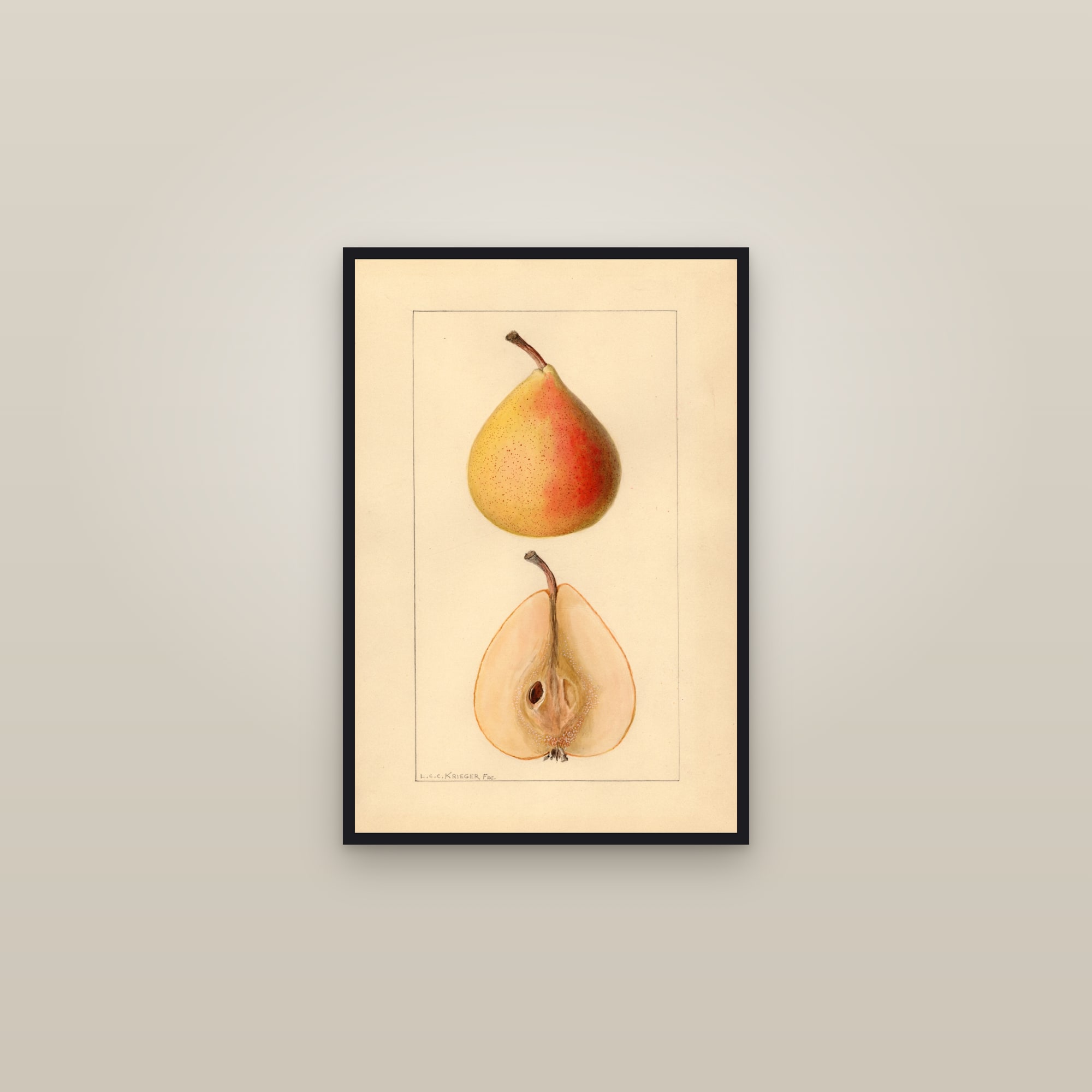 Michigan U.S. 504 Pear — framed in a gallery setting
