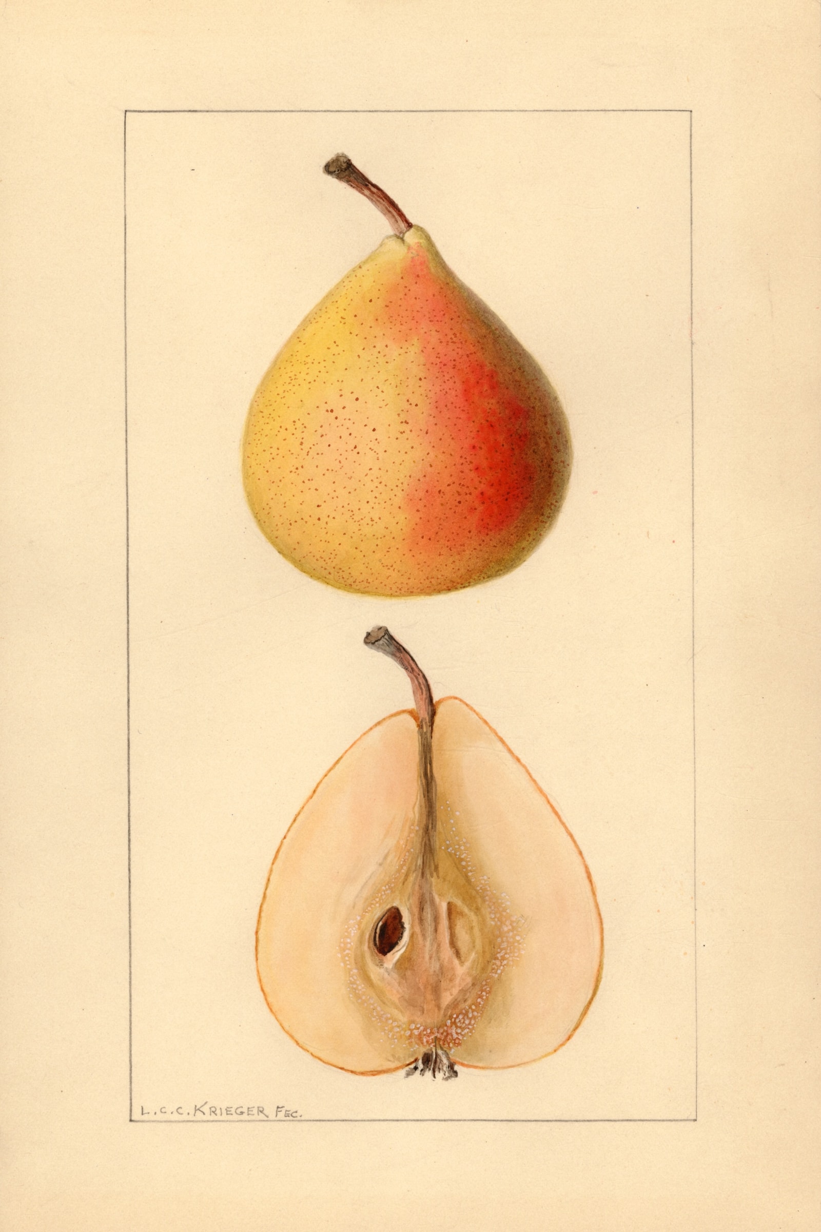 Michigan U.S. 504 Pear