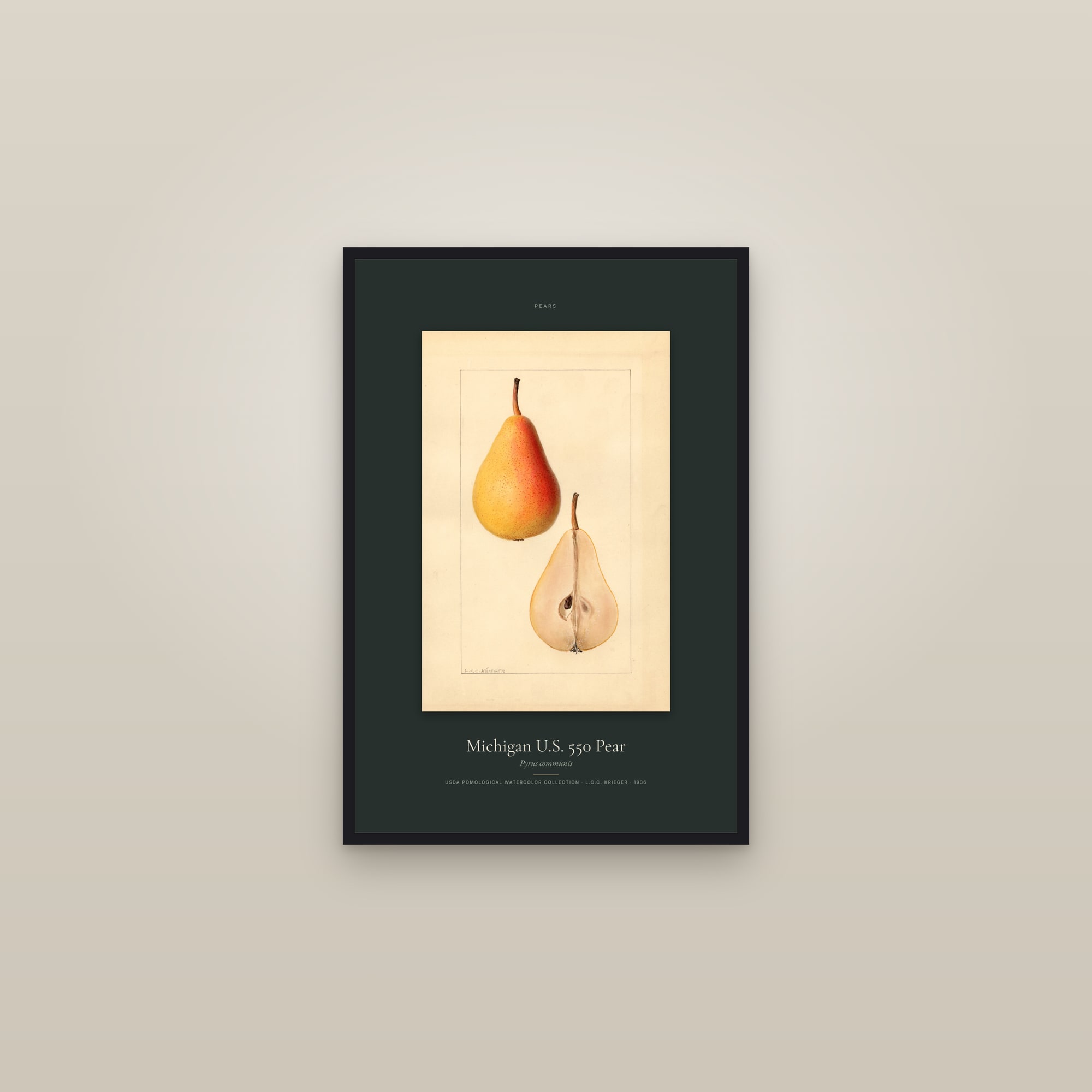 Michigan U.S. 550 Pear — Specimen — framed in a gallery setting