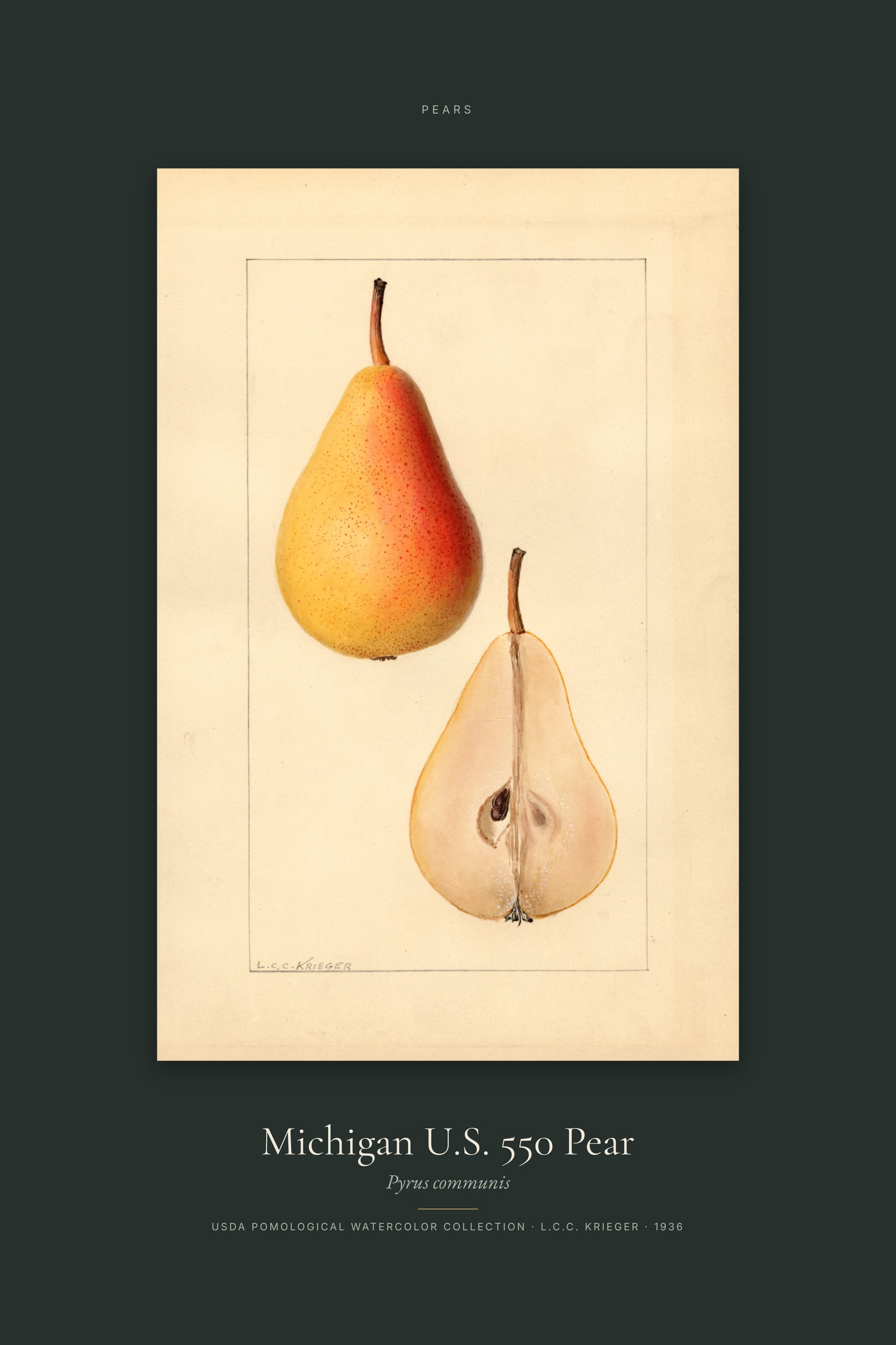 Michigan U.S. 550 Pear — Specimen