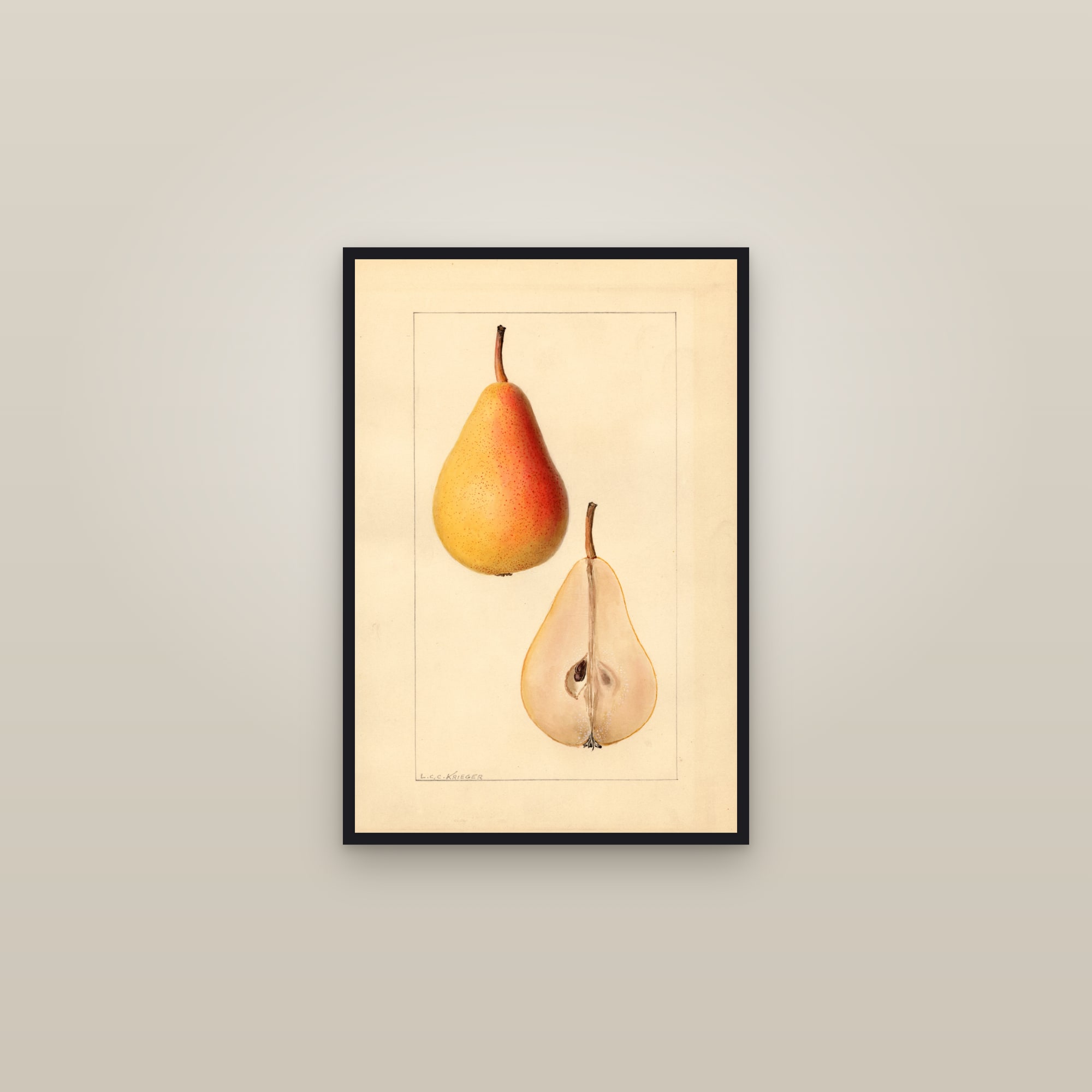 Michigan U.S. 550 Pear — framed in a gallery setting